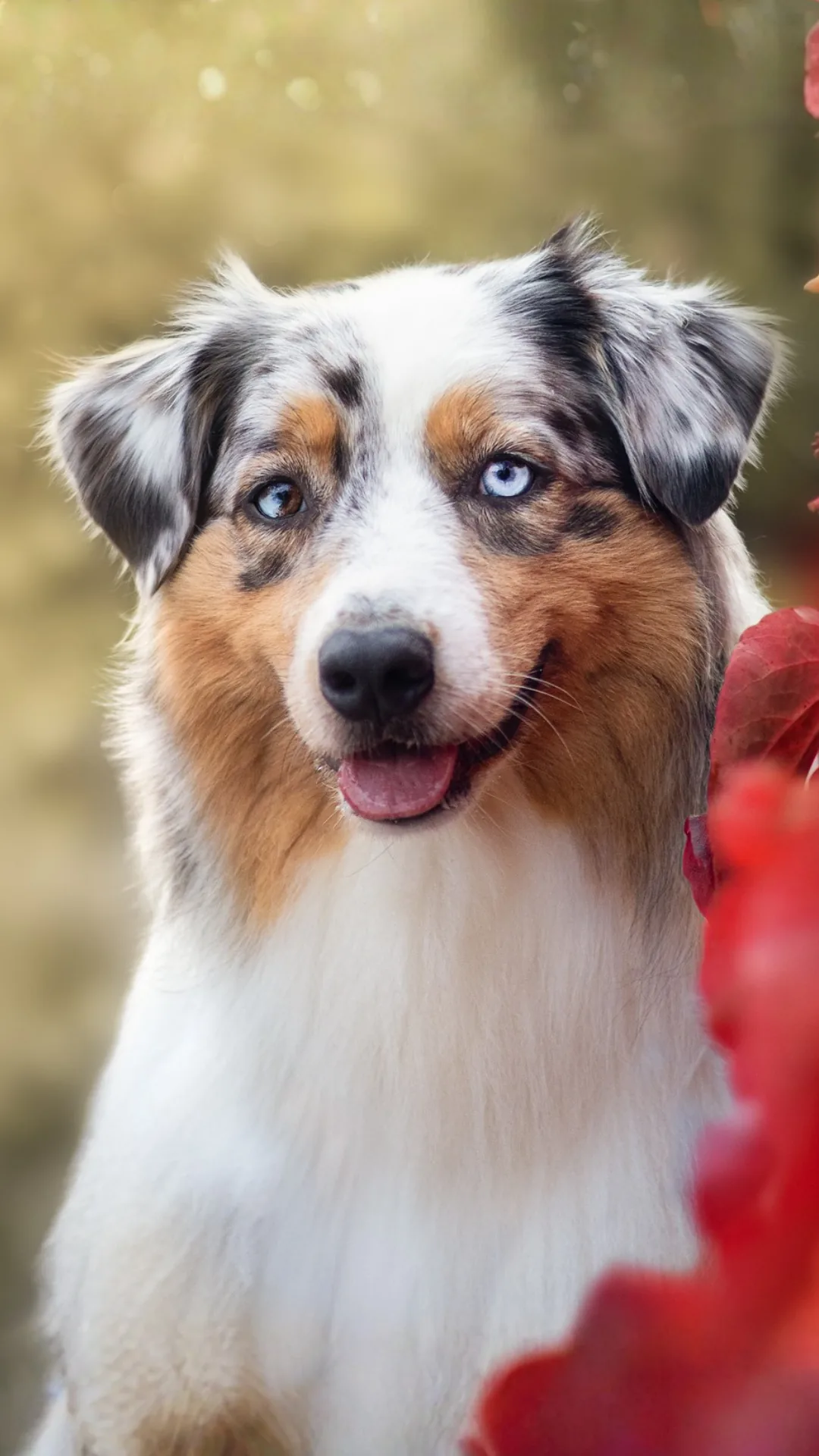 Taïga, chienne adulte berger australien bleu merle aux yeux vairons