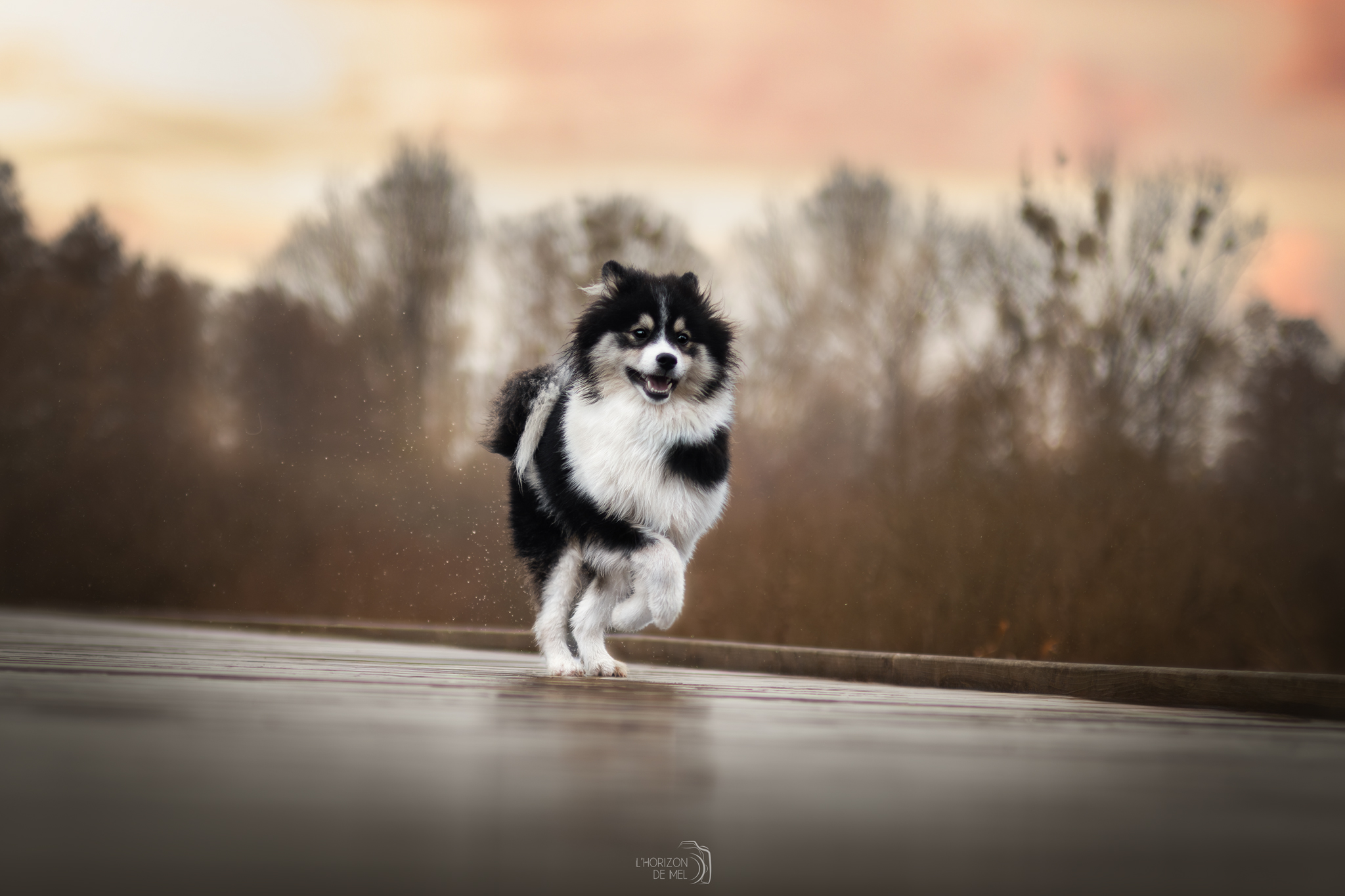 Pomsky noir dans la forêt en Belgique à Halanzy