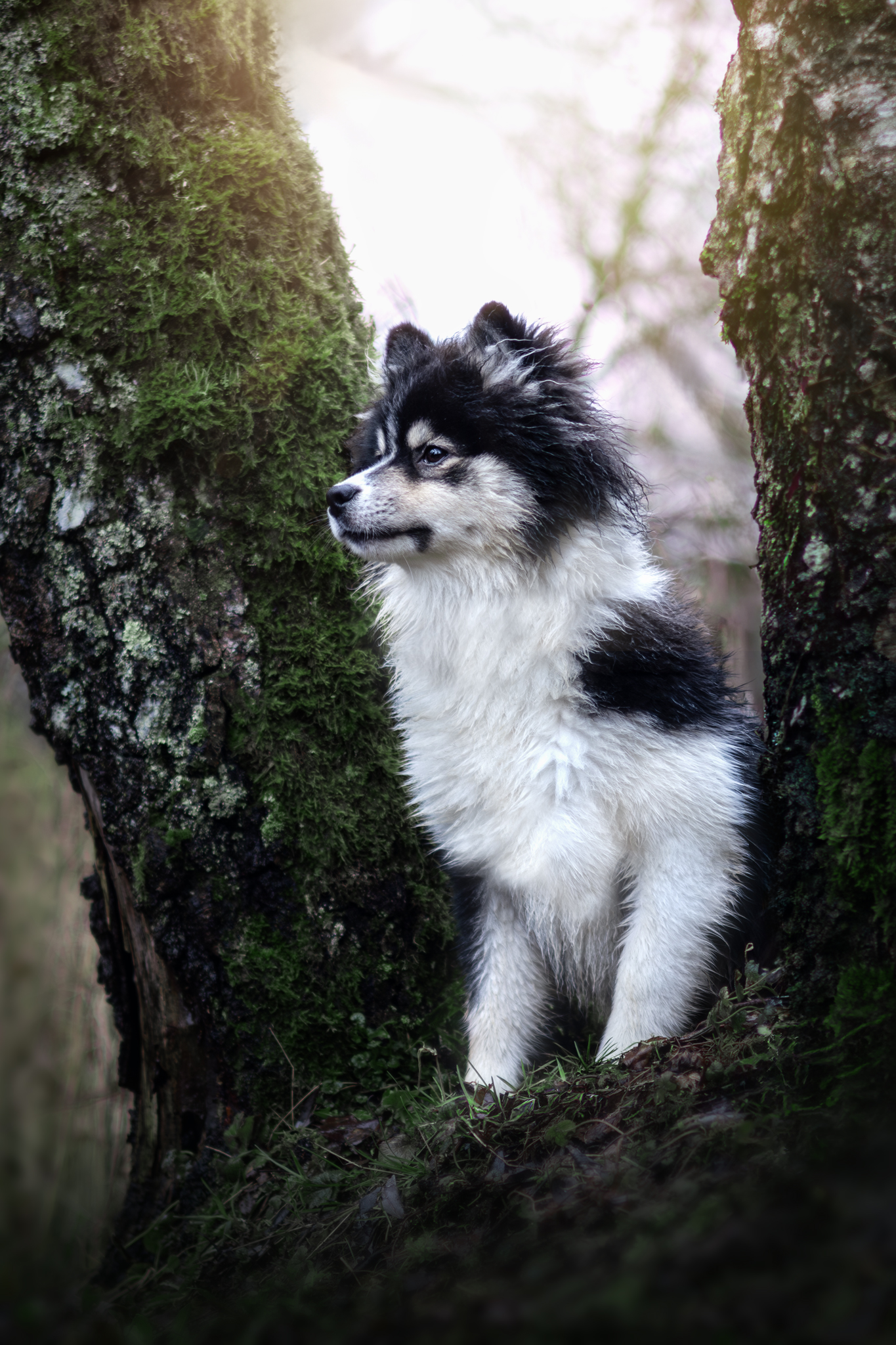 Arrow en forêt en automne