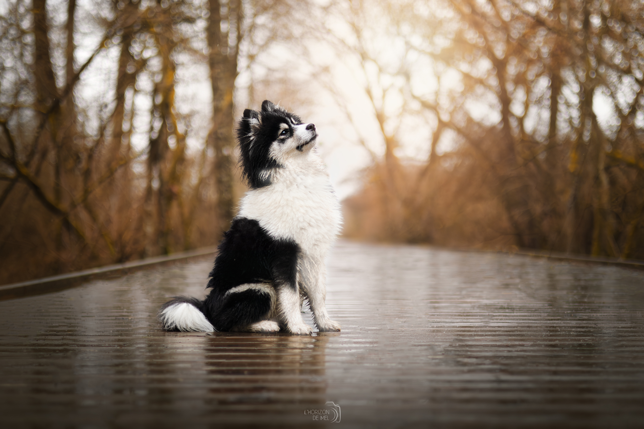 Arrow sur le pont dans la forêt