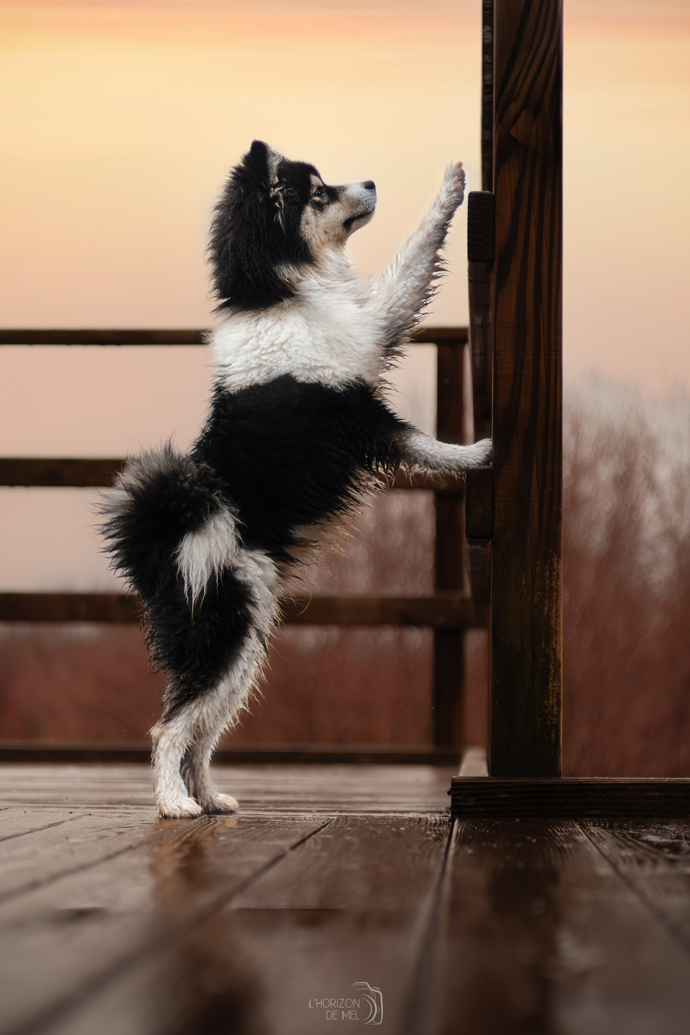 Pomsky qui monte sur une rambarde