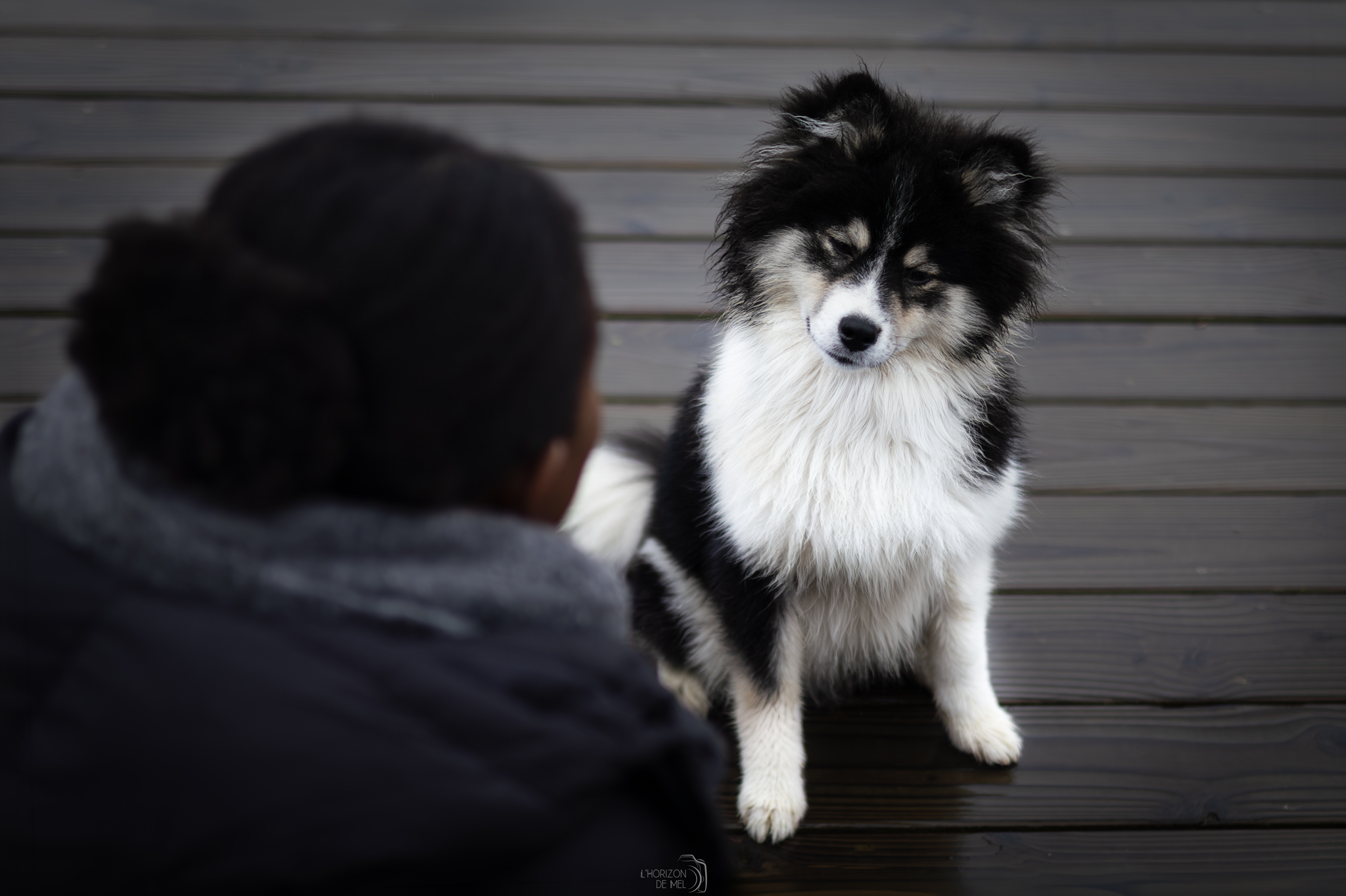 Arrow jeune pomsky de 5 mois sur un pont dans une réserve naturelle