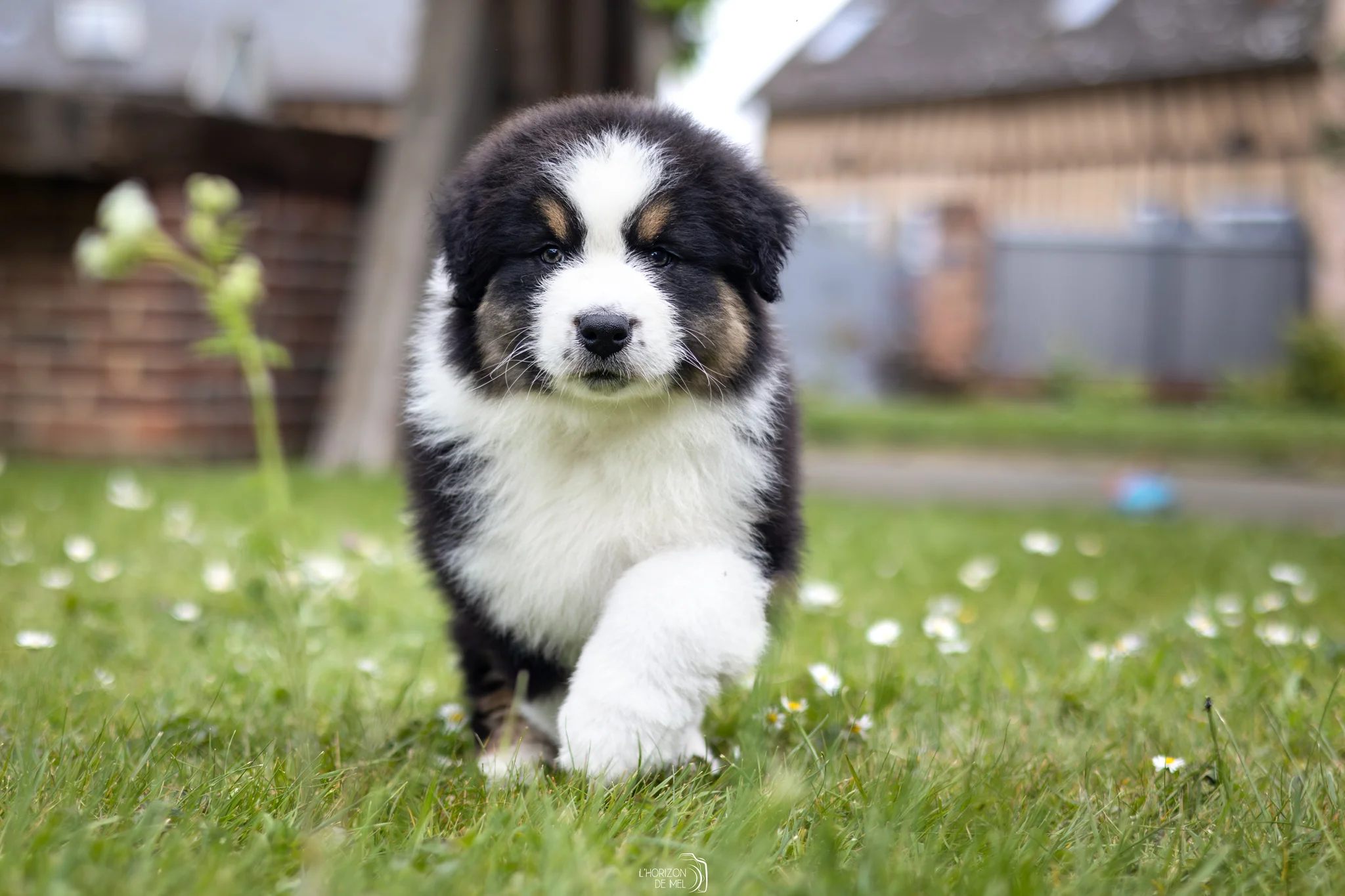 Petit chiot de deux mois