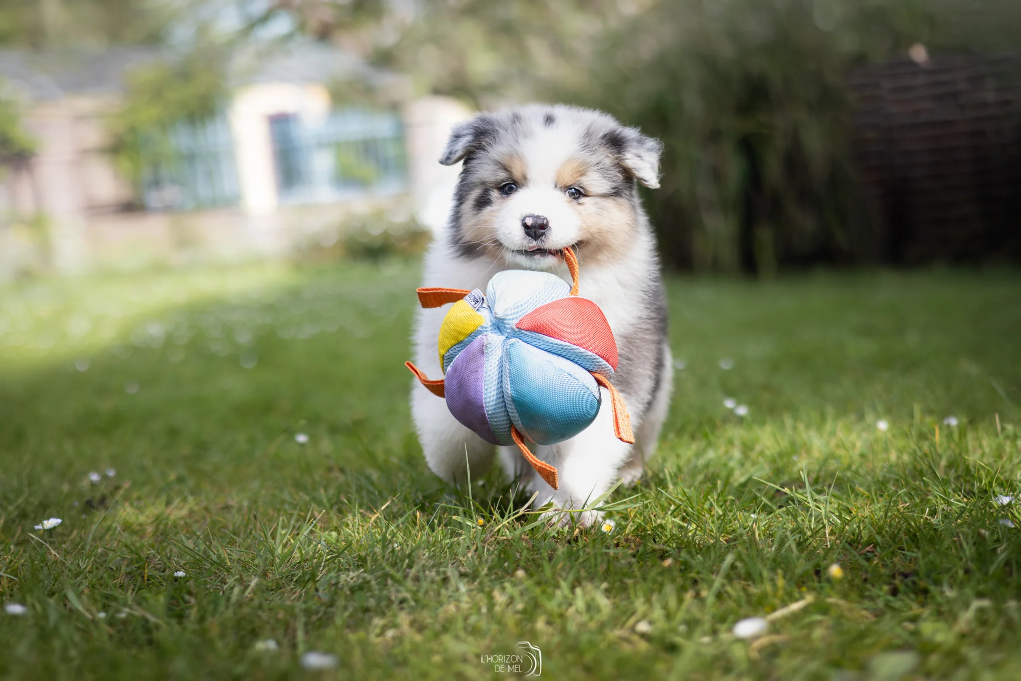 Chiot dans la nature