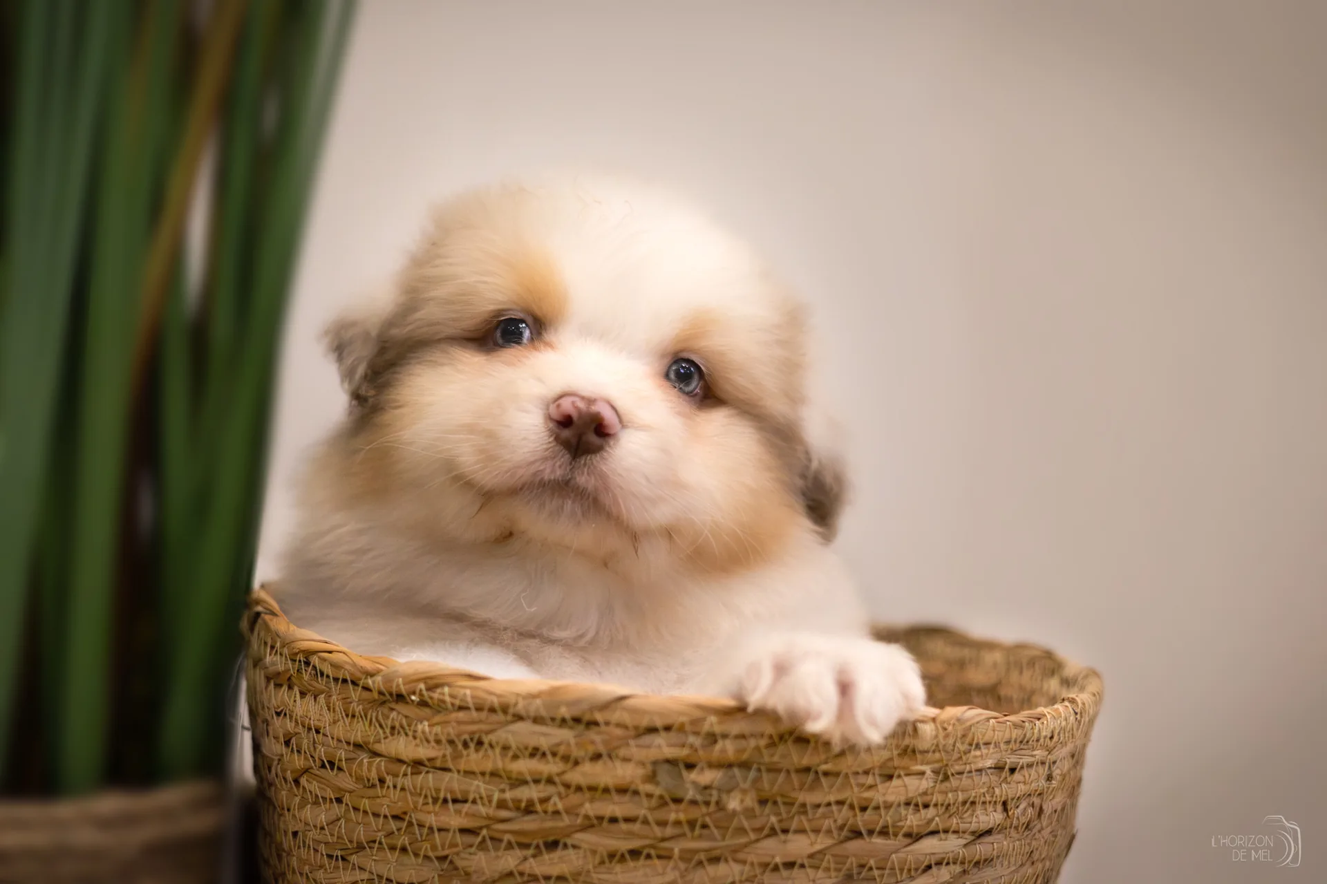Petit chiot rouge merle dans un panier