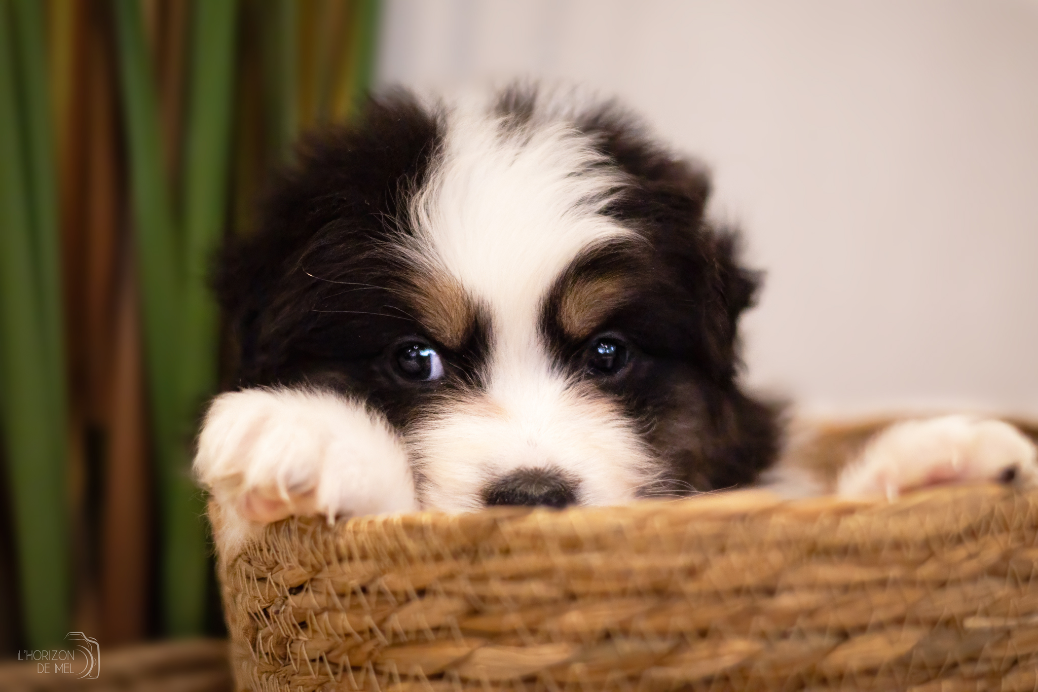 Petit chiot noir tricolore de 2 mois caché dans un panier