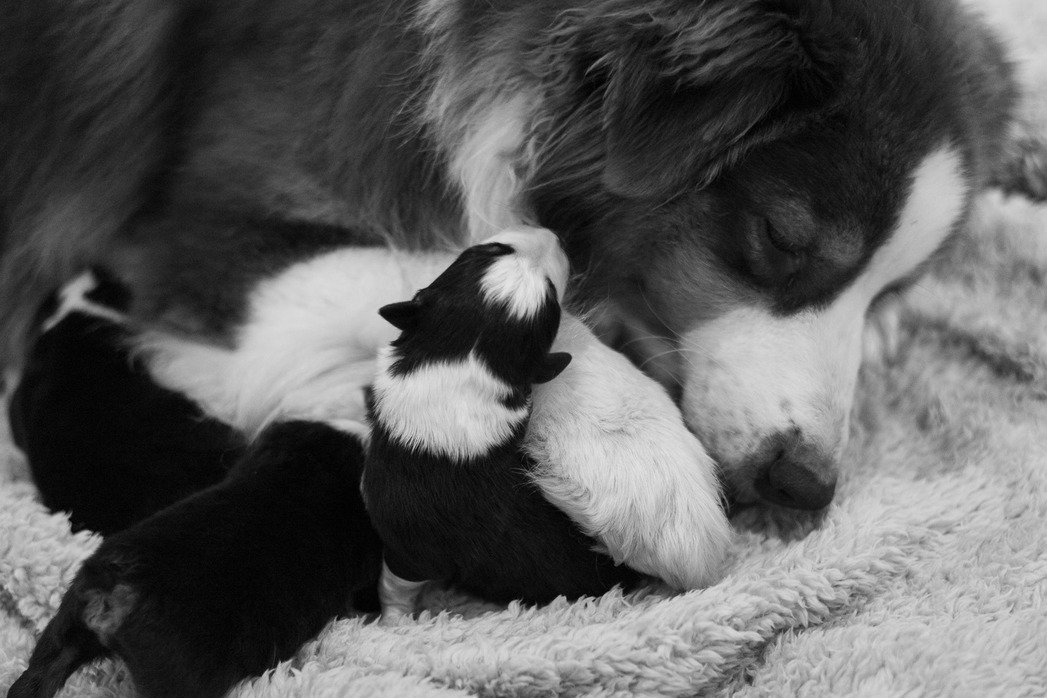 Image en noir et blanc d'une maman et de ses chiots juste après la mise bas