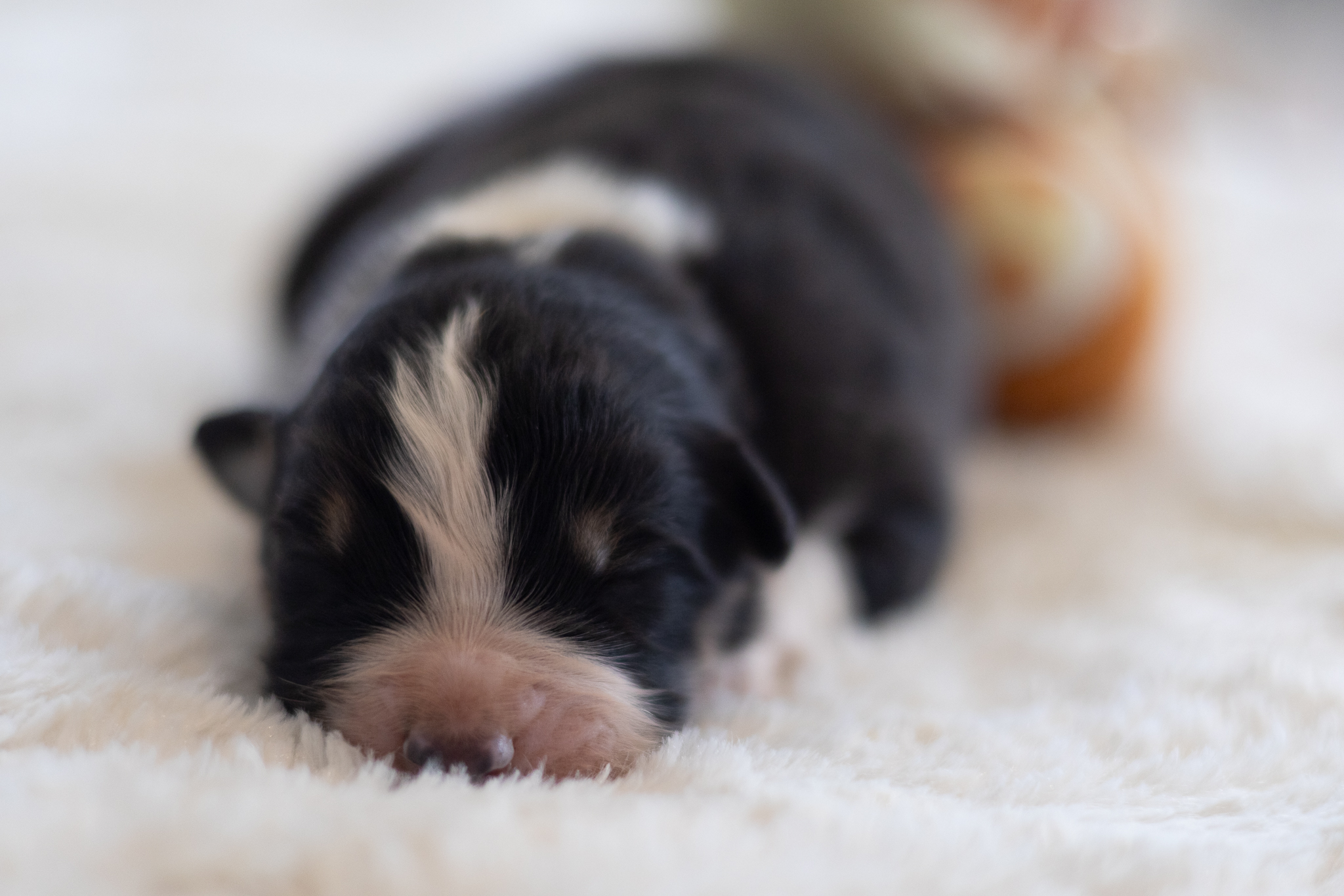 Mâle noir tricolore de quelques jours sur une couverture