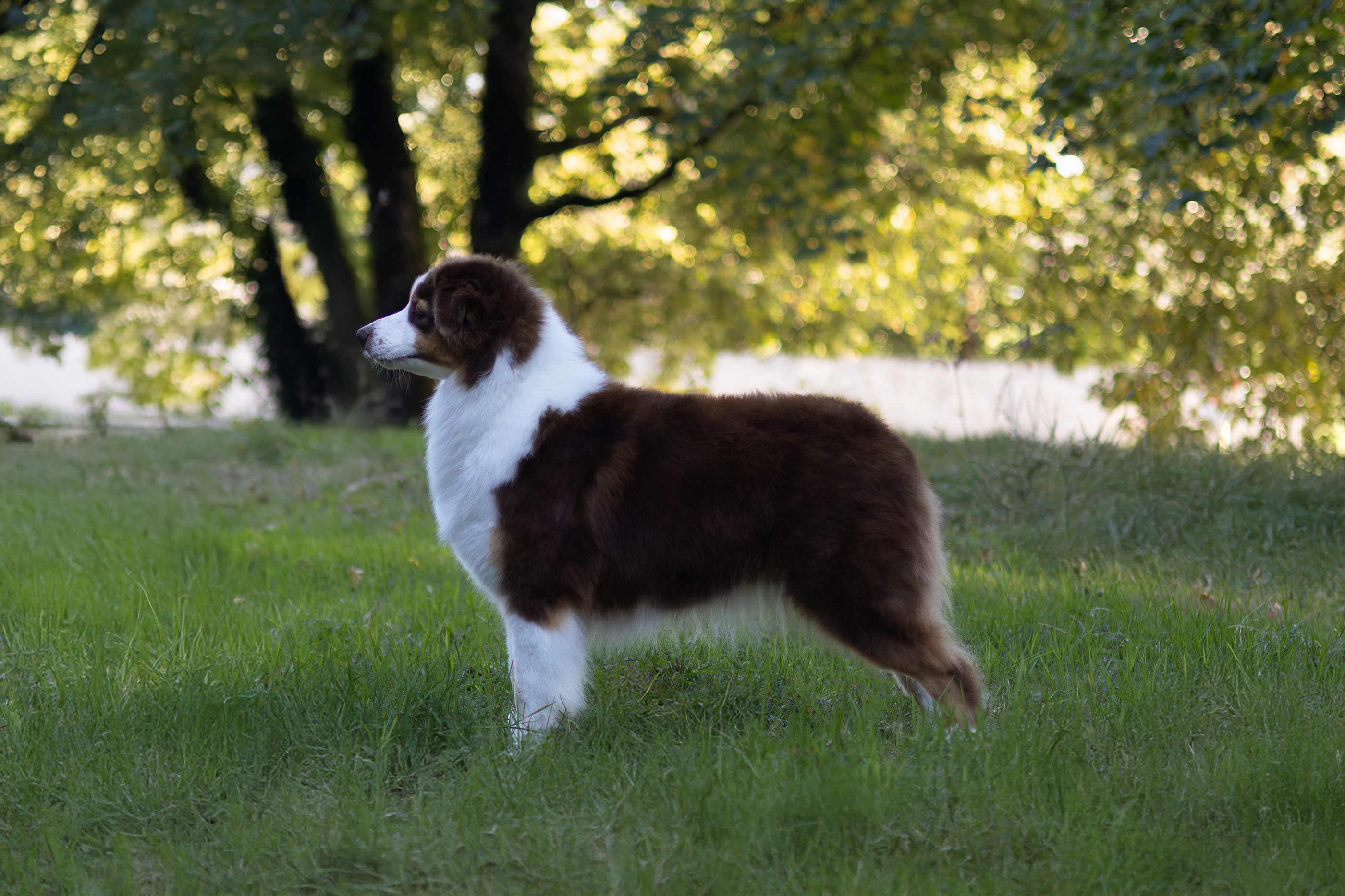 Mise en valeur de reproducteur d'élevage canin