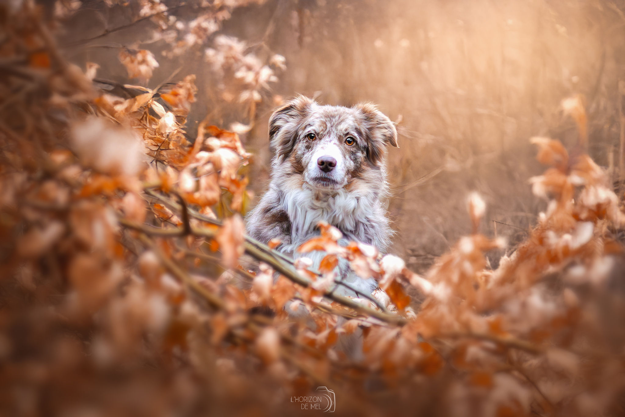 Lola, border collie le long d'une ancienne voie ferrée