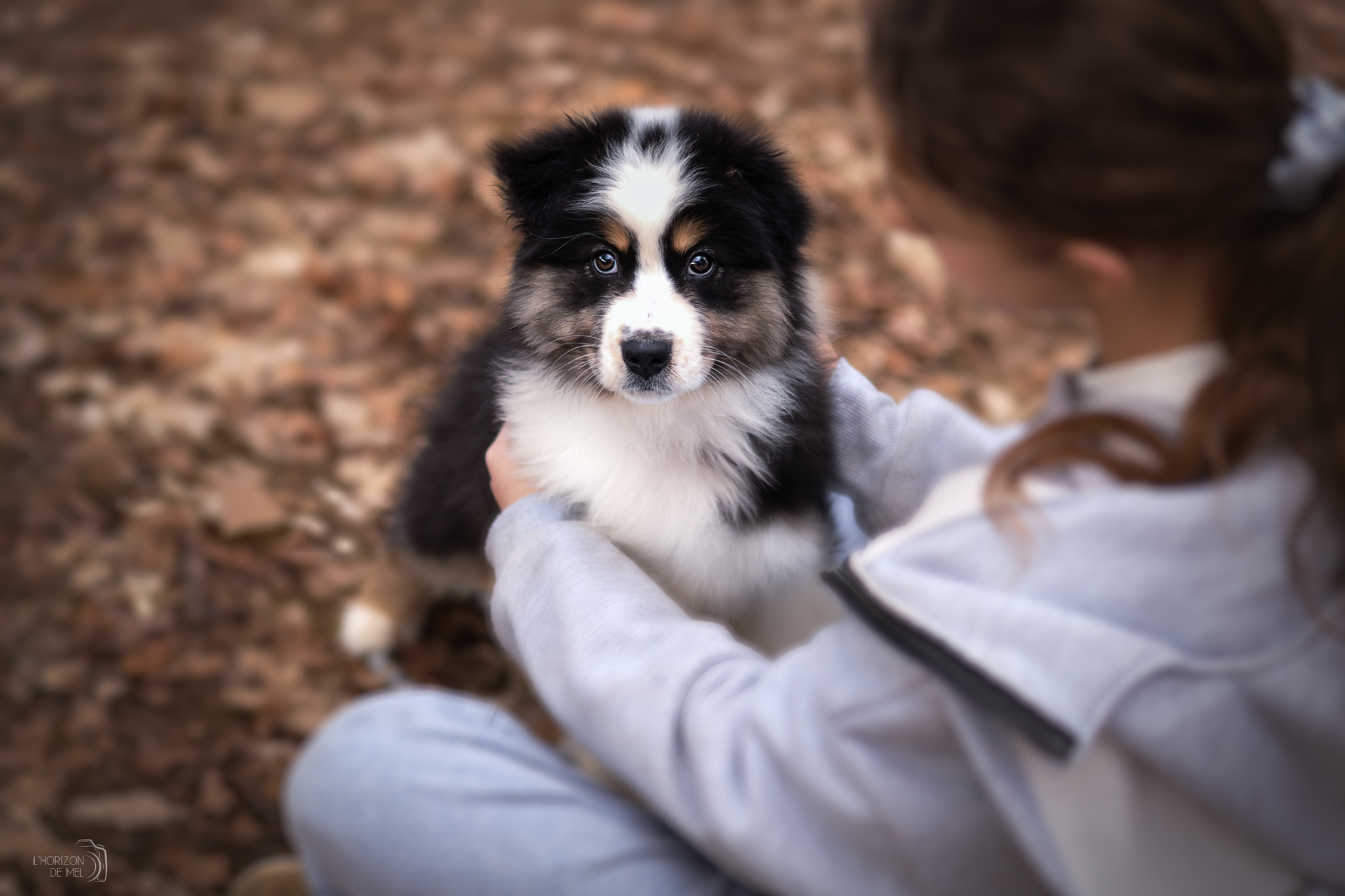 Petite femelle berger australien de 4 mois en forêt