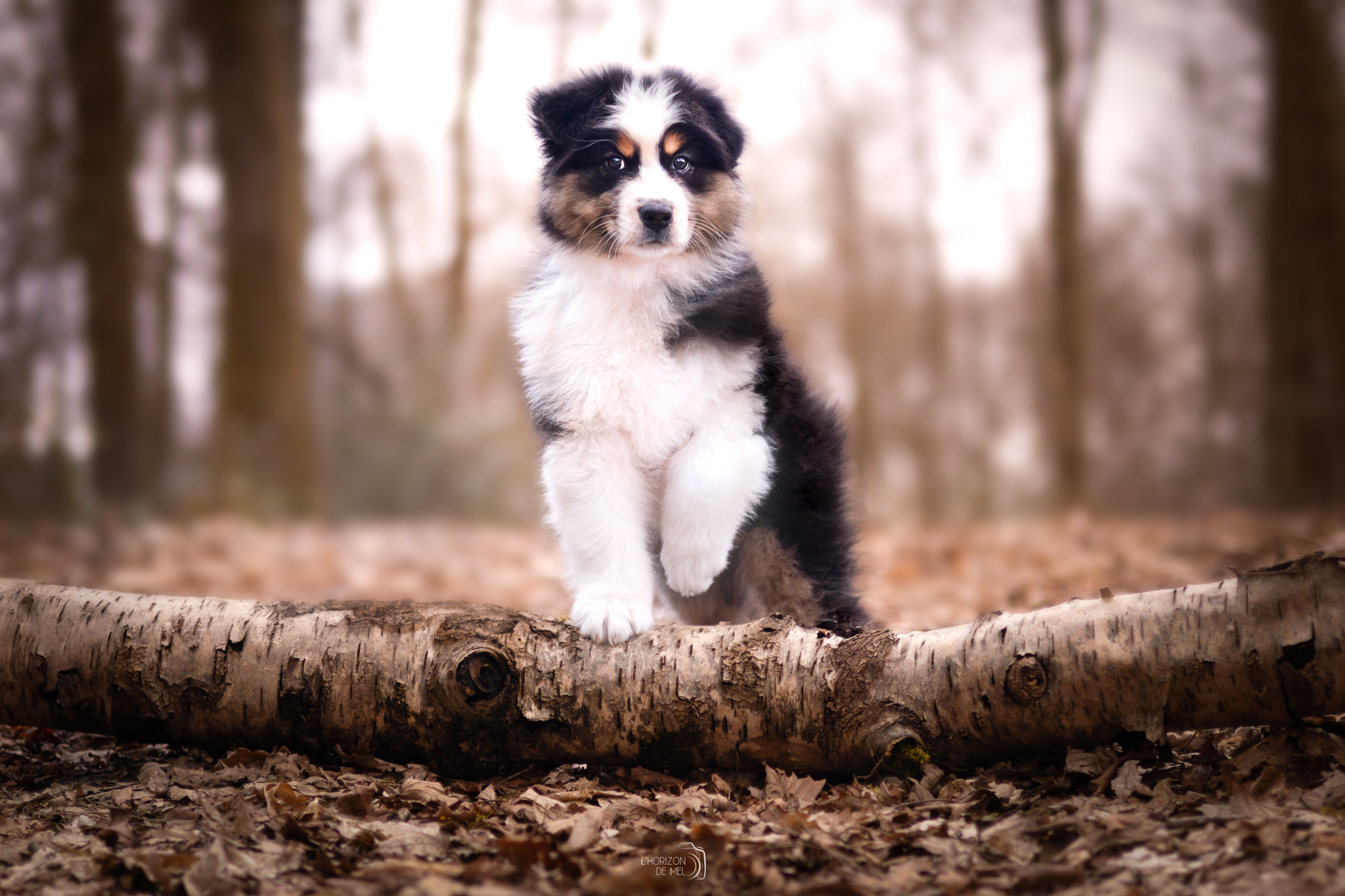 Melym en forêt au printemps
