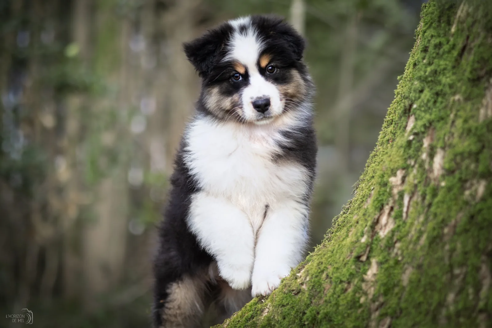 Séance photo chiot en forêt — photographe canine Grand Est