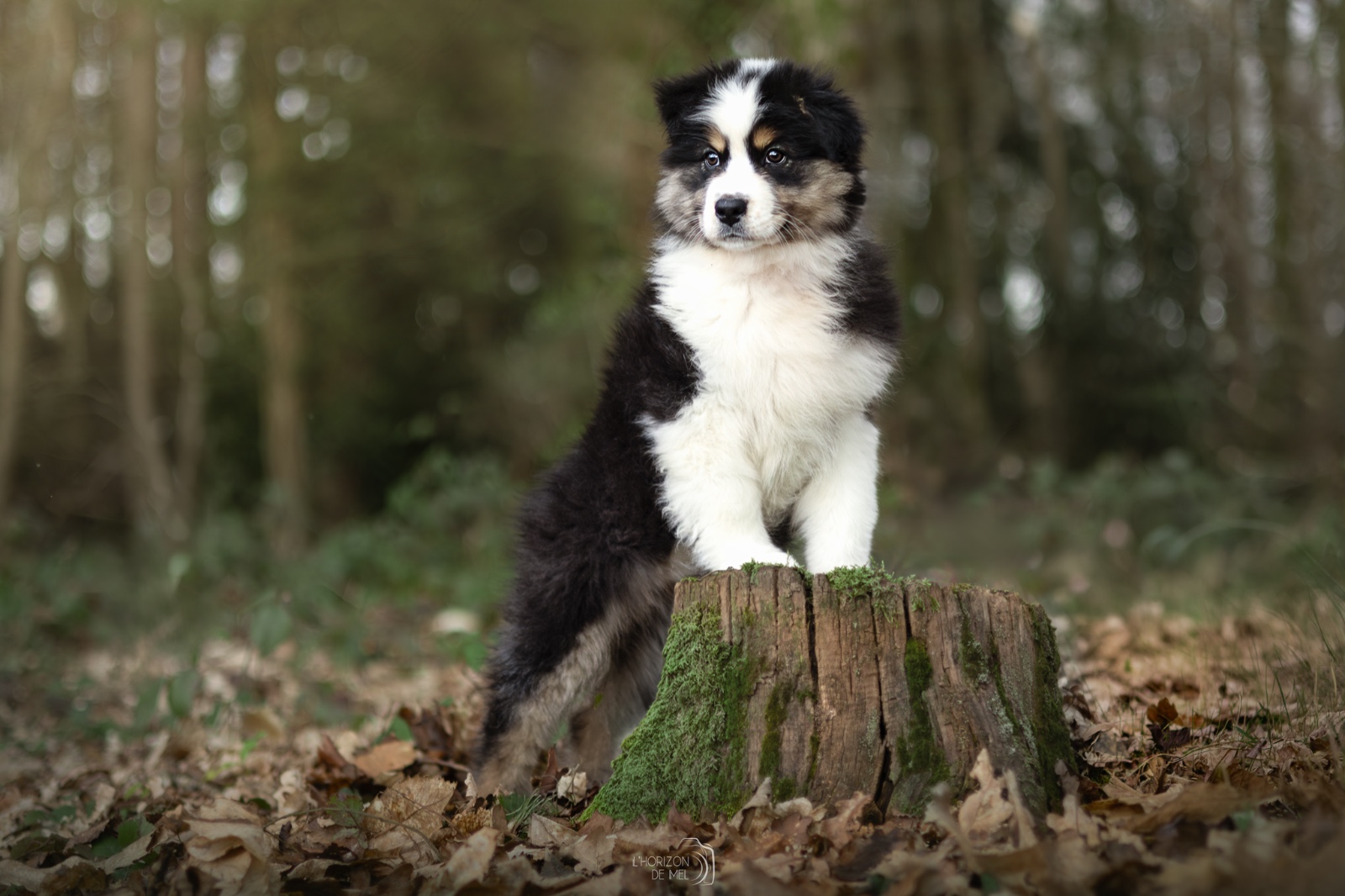 Jeune berger australien de 4 mois sur une souche d'arbre