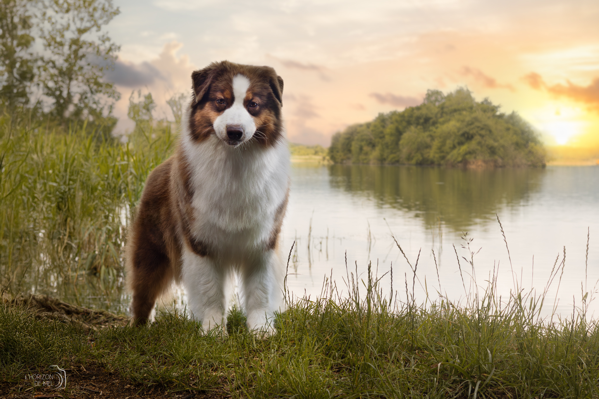 Portrait de Moon dans la forêt