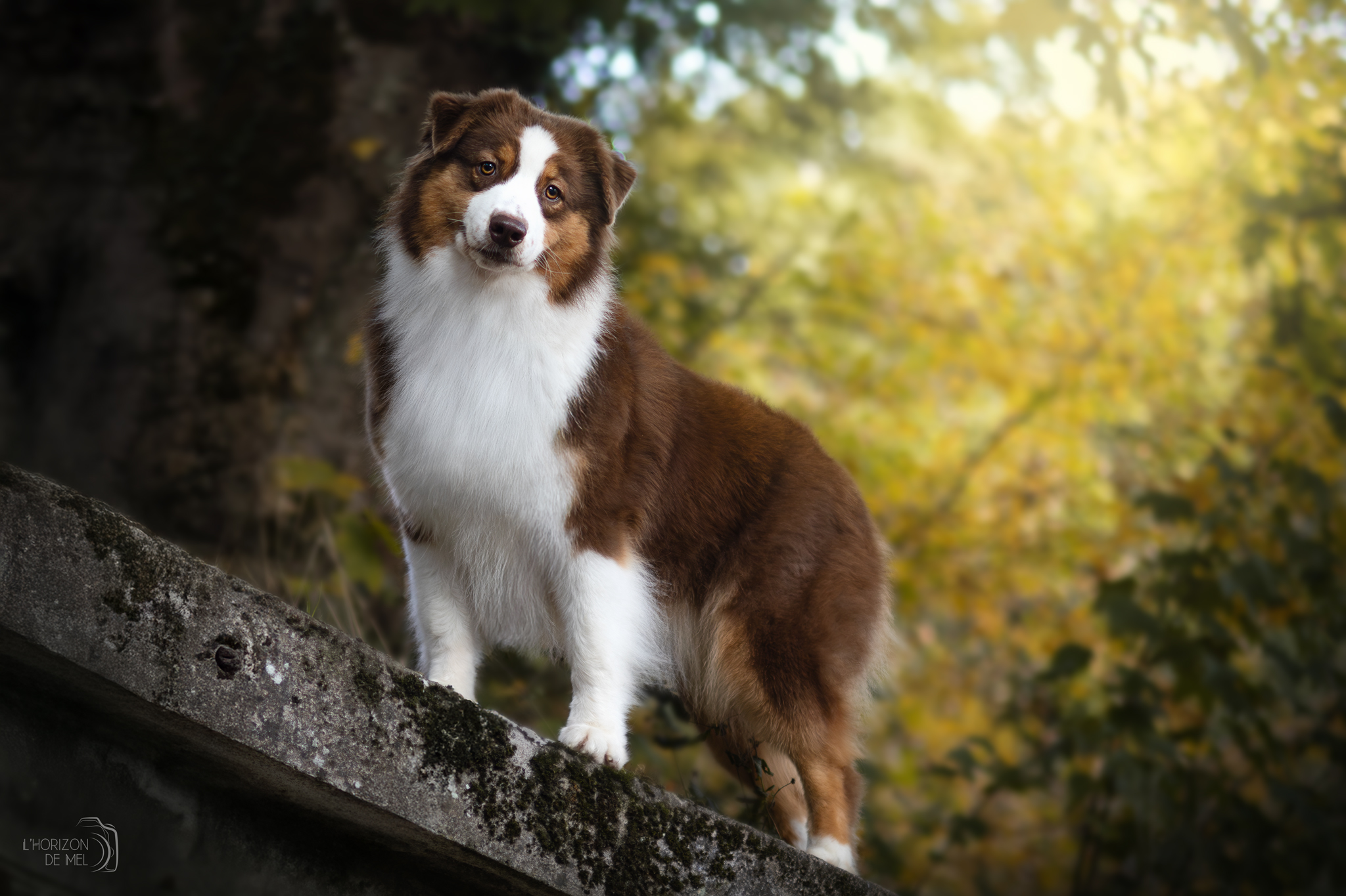 Moon dans les couleurs chaudes de la forêt
