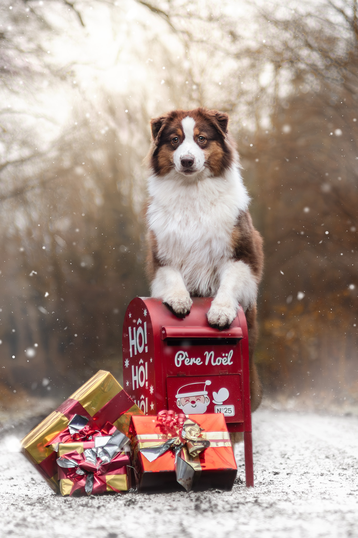 Moon avec son plaid de Noël en extérieur