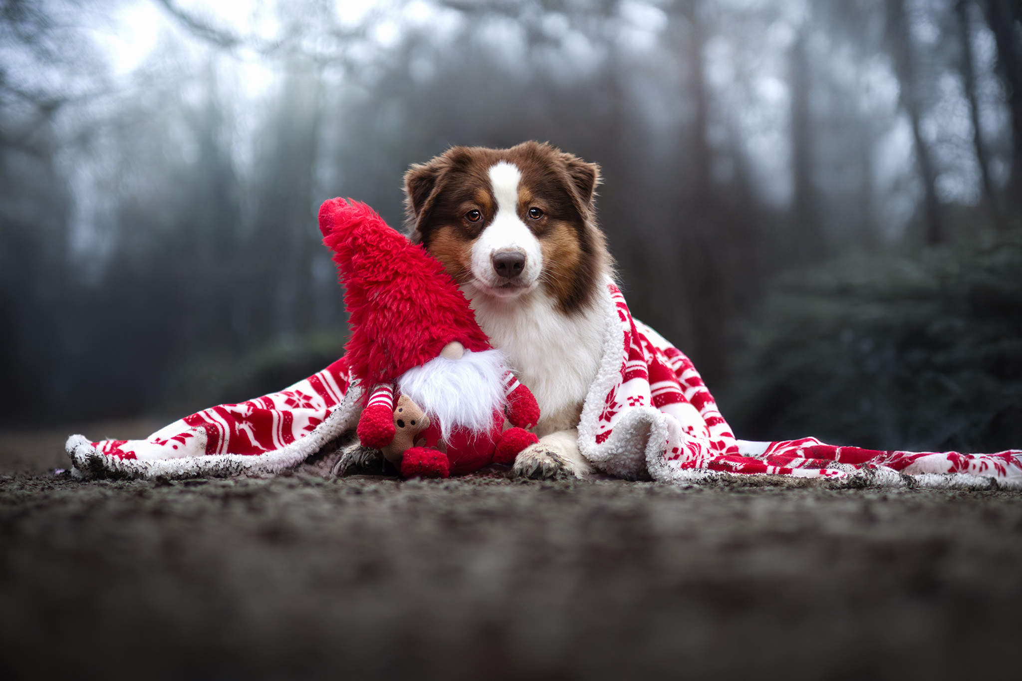 Moon dans un décors féérique de Noël