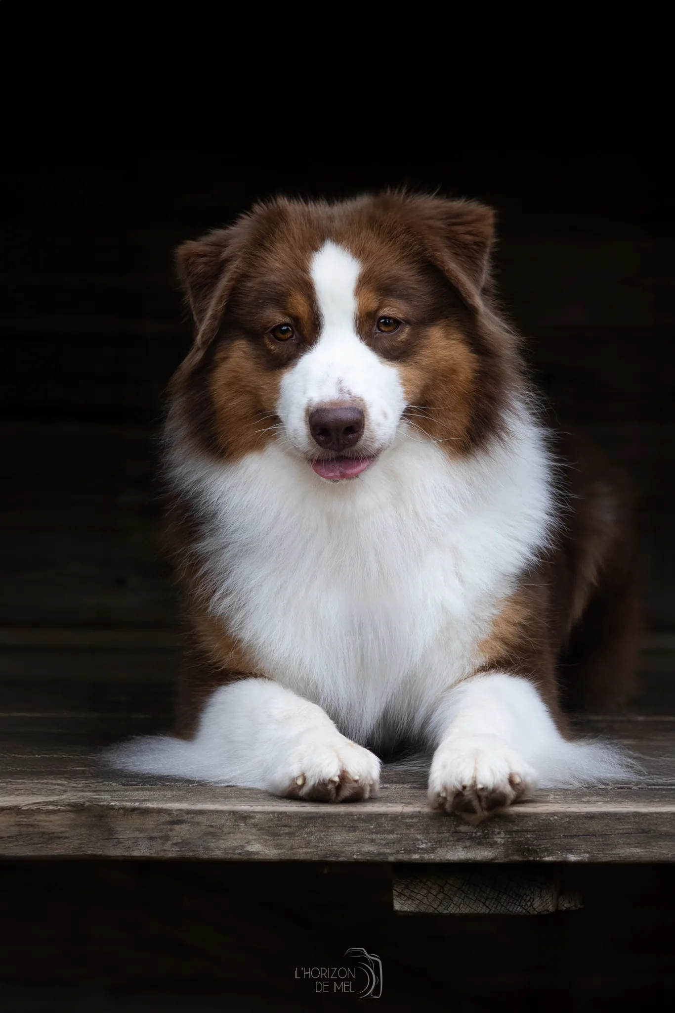 Portrait canin en milieu urbain — séance photo chien Thionville