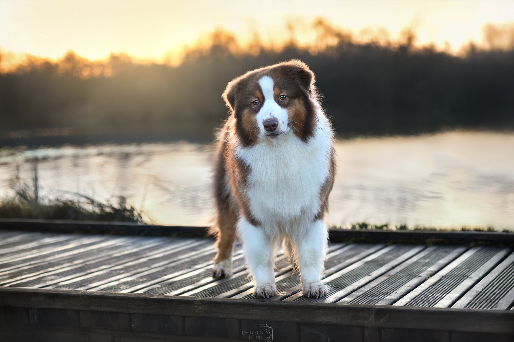 Moon berger australien, au bord d'un étang au levé du soleil