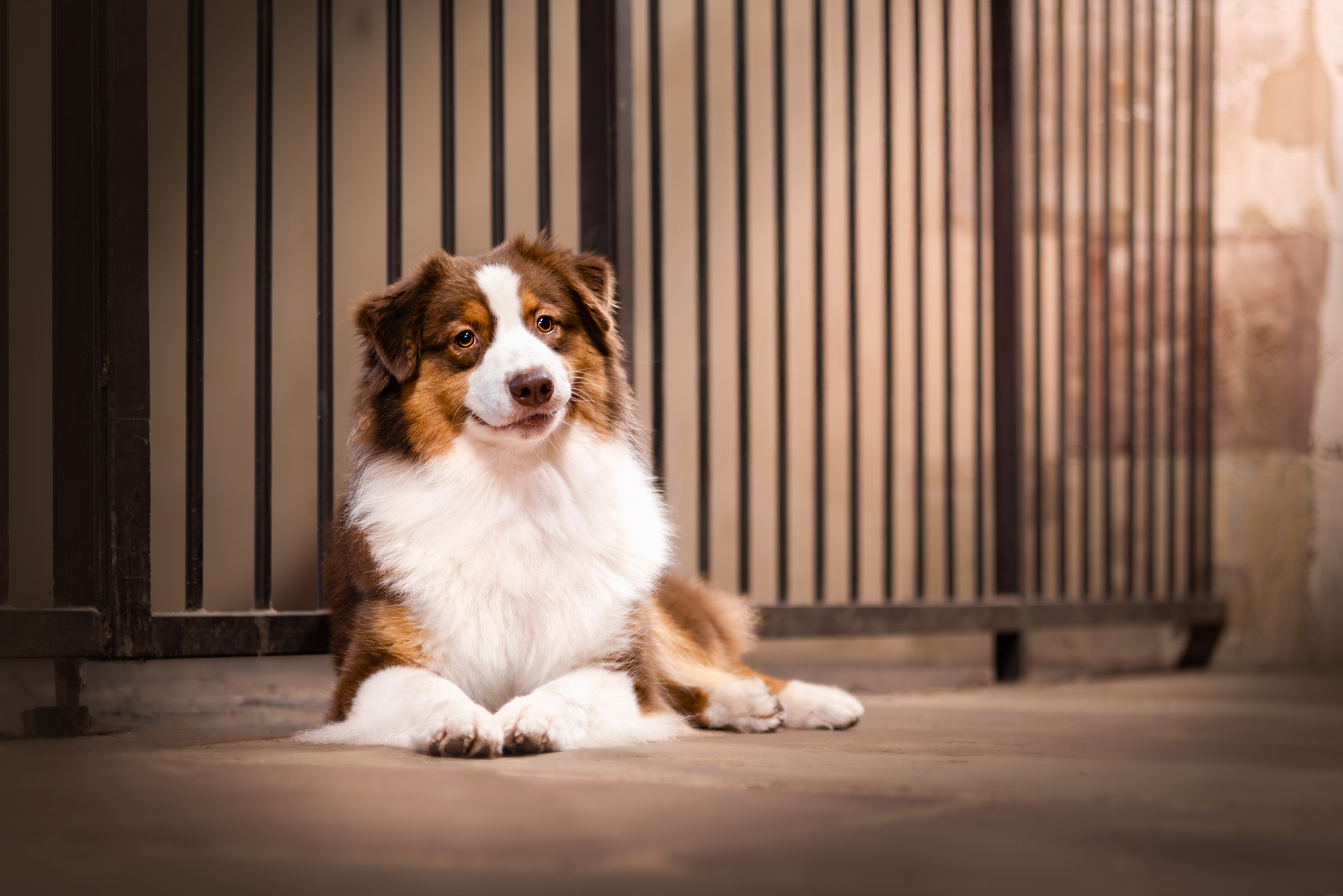 Portrait berger australien en ville — séance photo chien Moselle