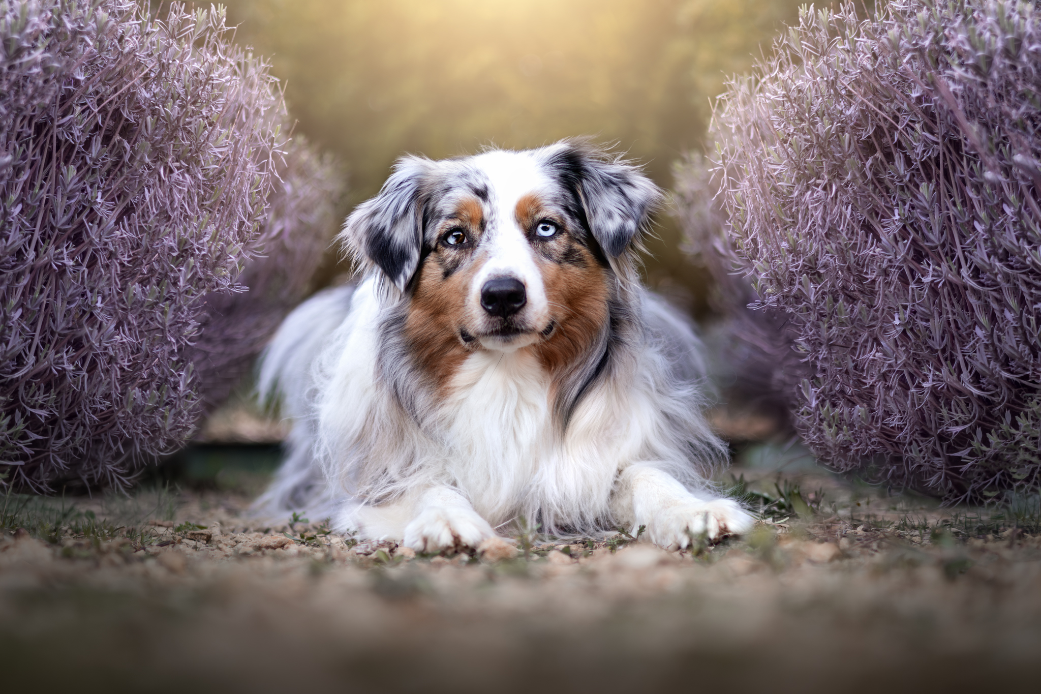 Berger australien de 4 ans dans les fleurs violettes