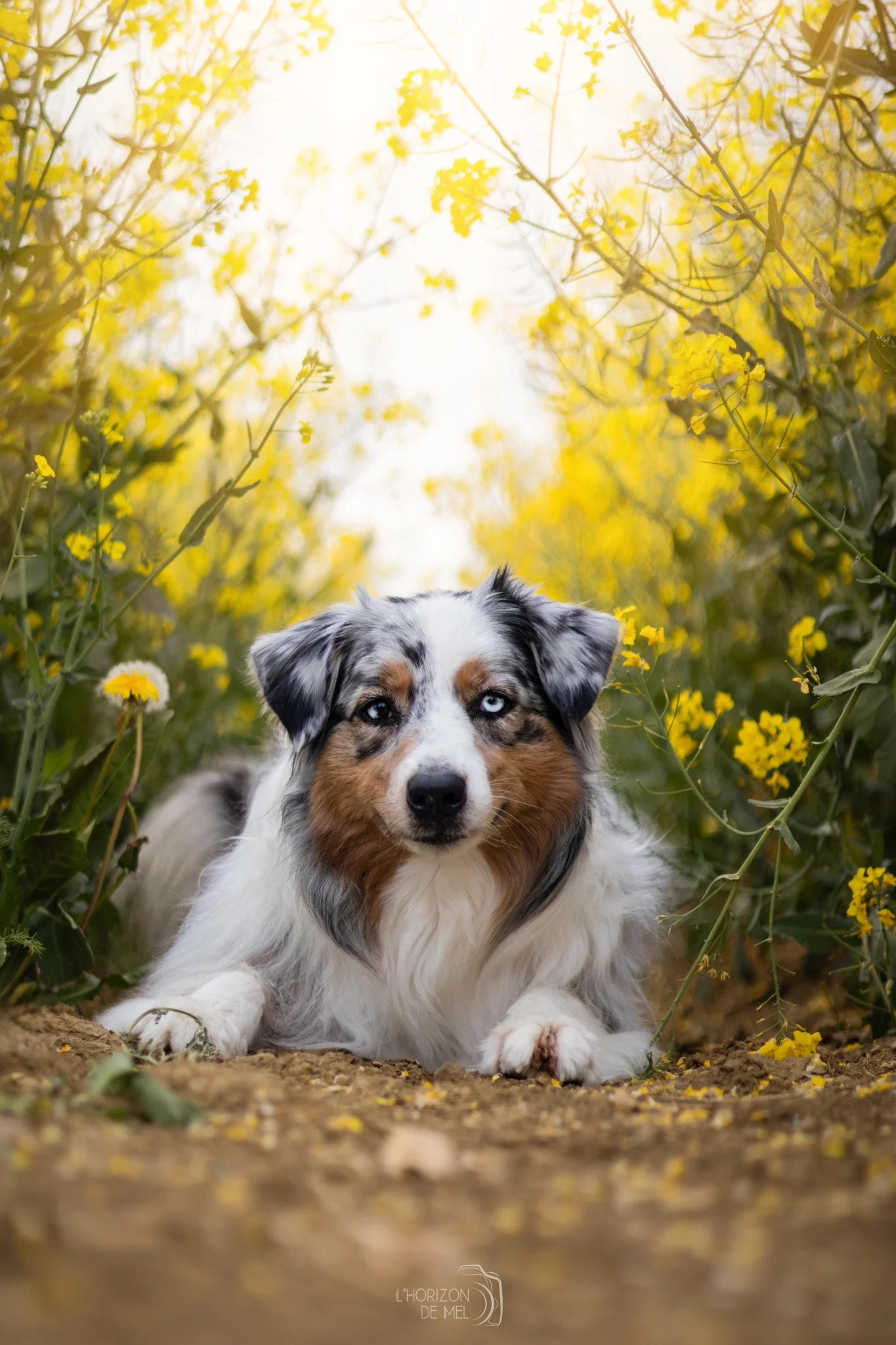 Taïga au pelage bleu merle dans les tulipes