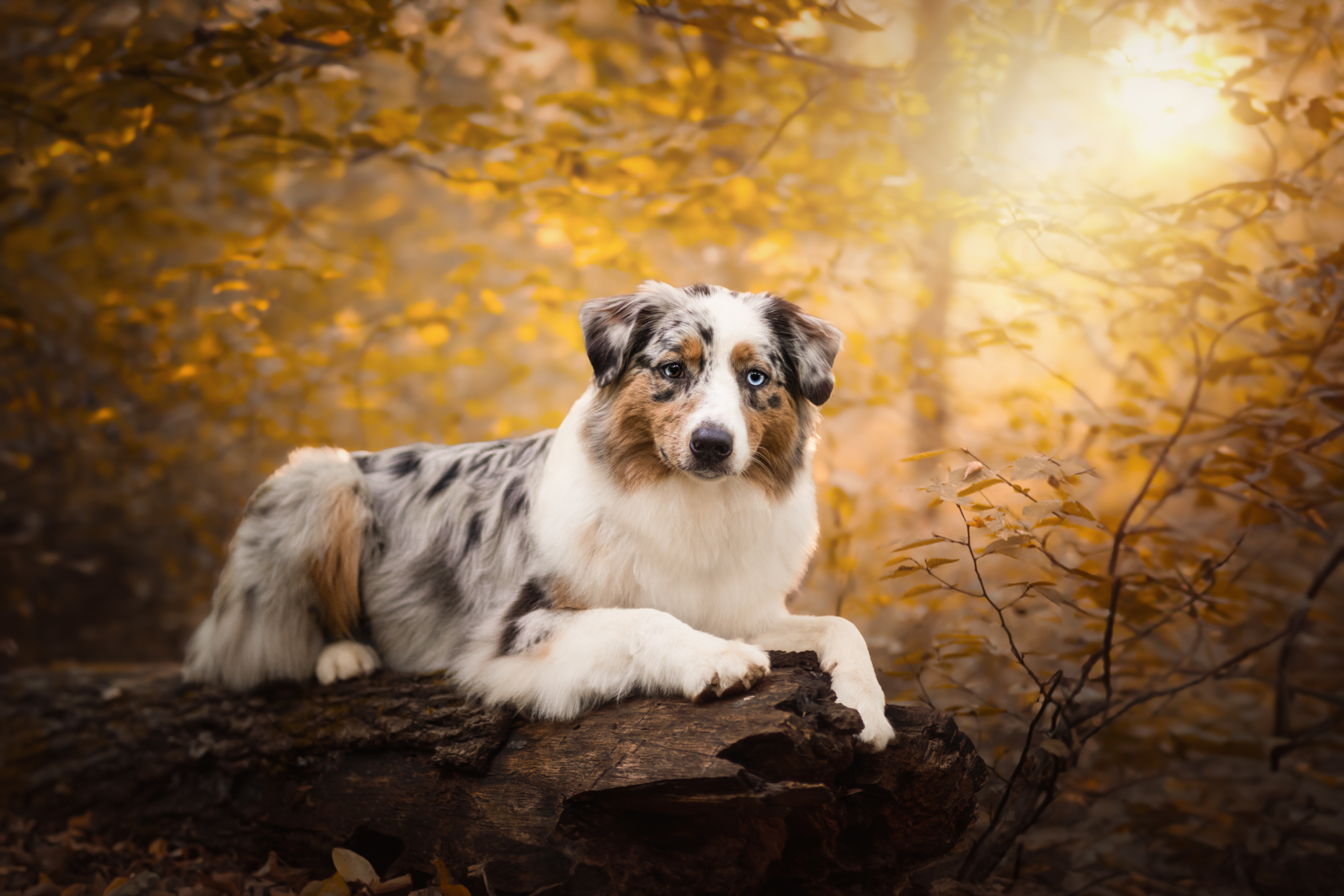Séance photo chien en forêt — photographe canine Moselle