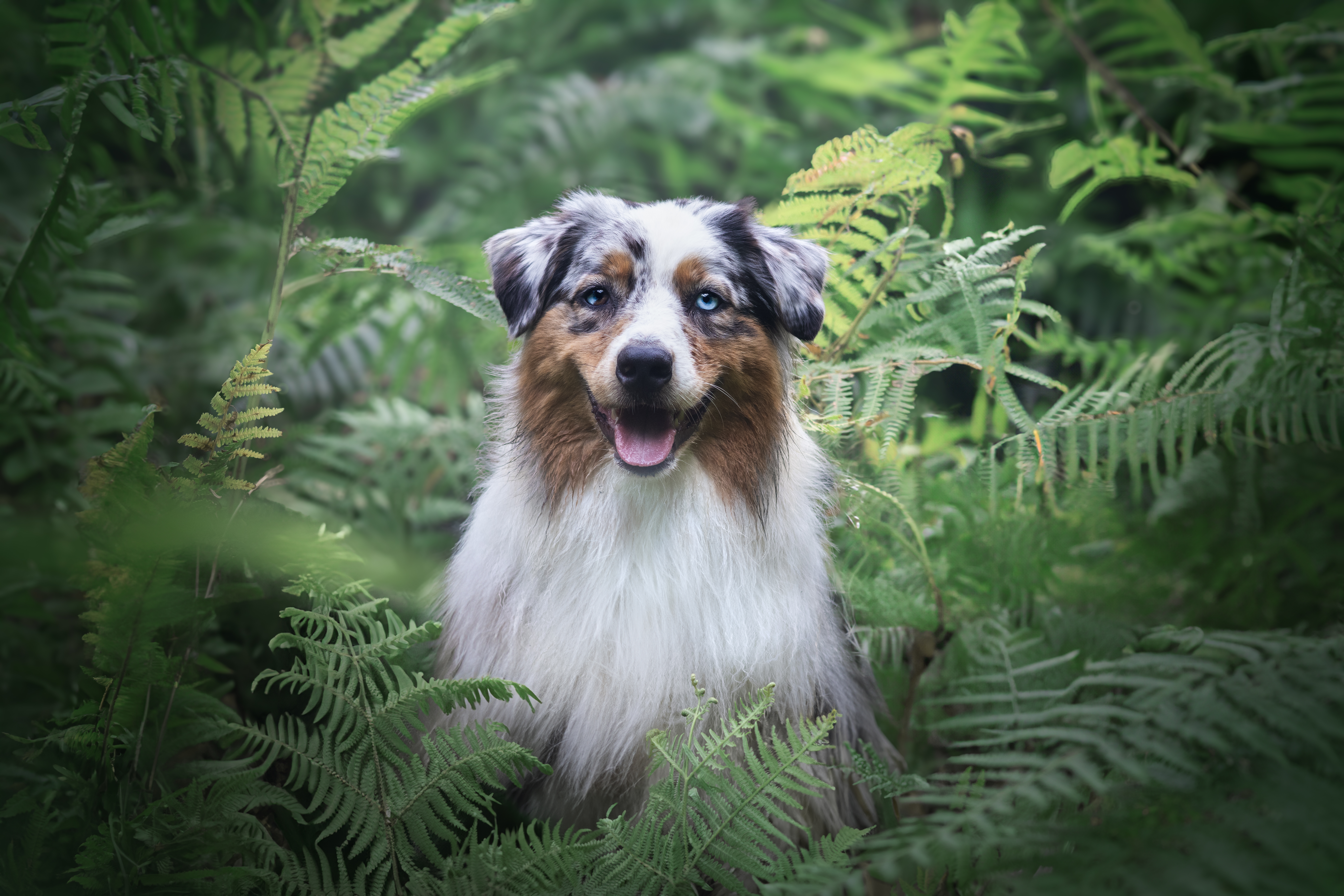 Taïga dans les fougères