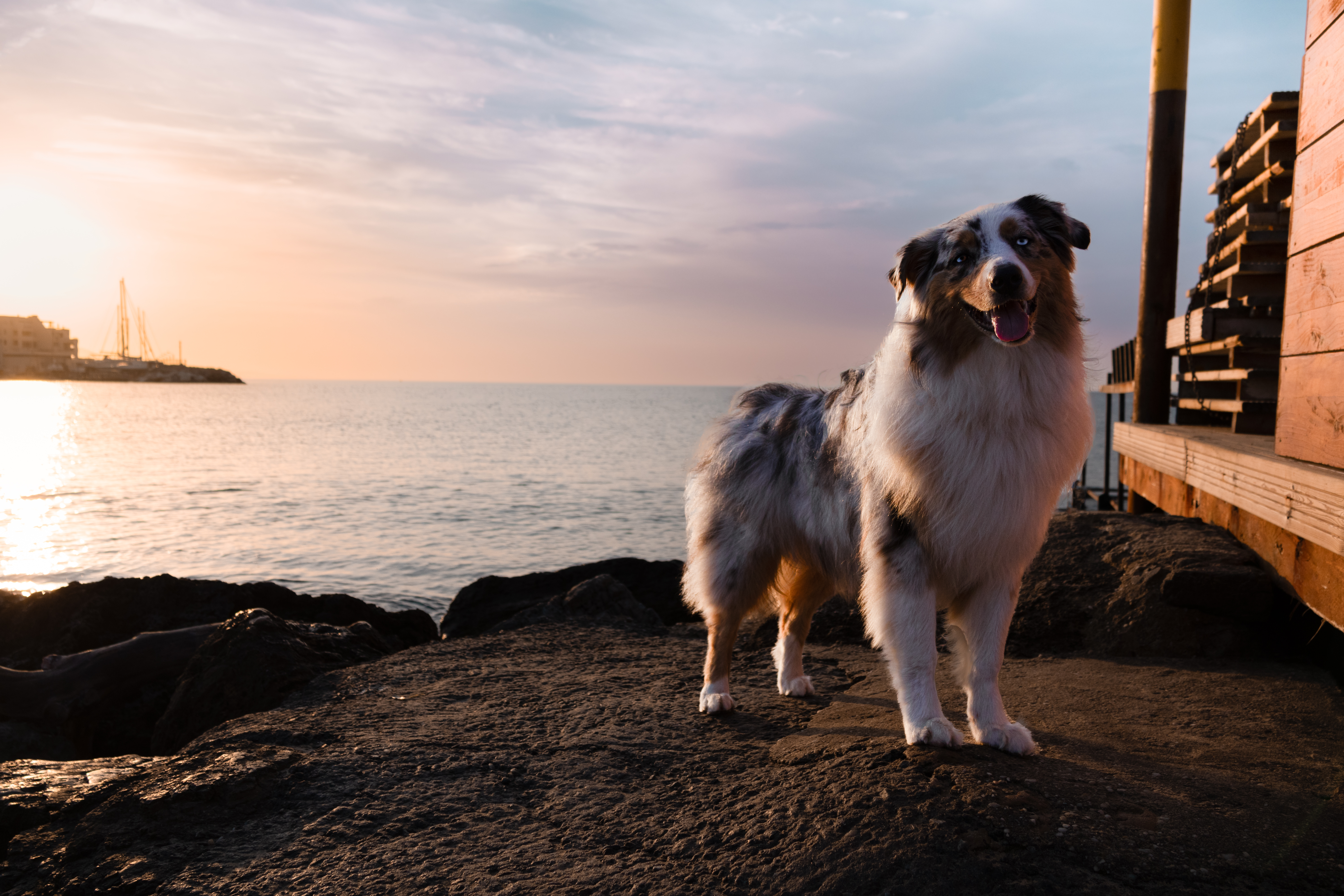 Taïga au bord de la mer