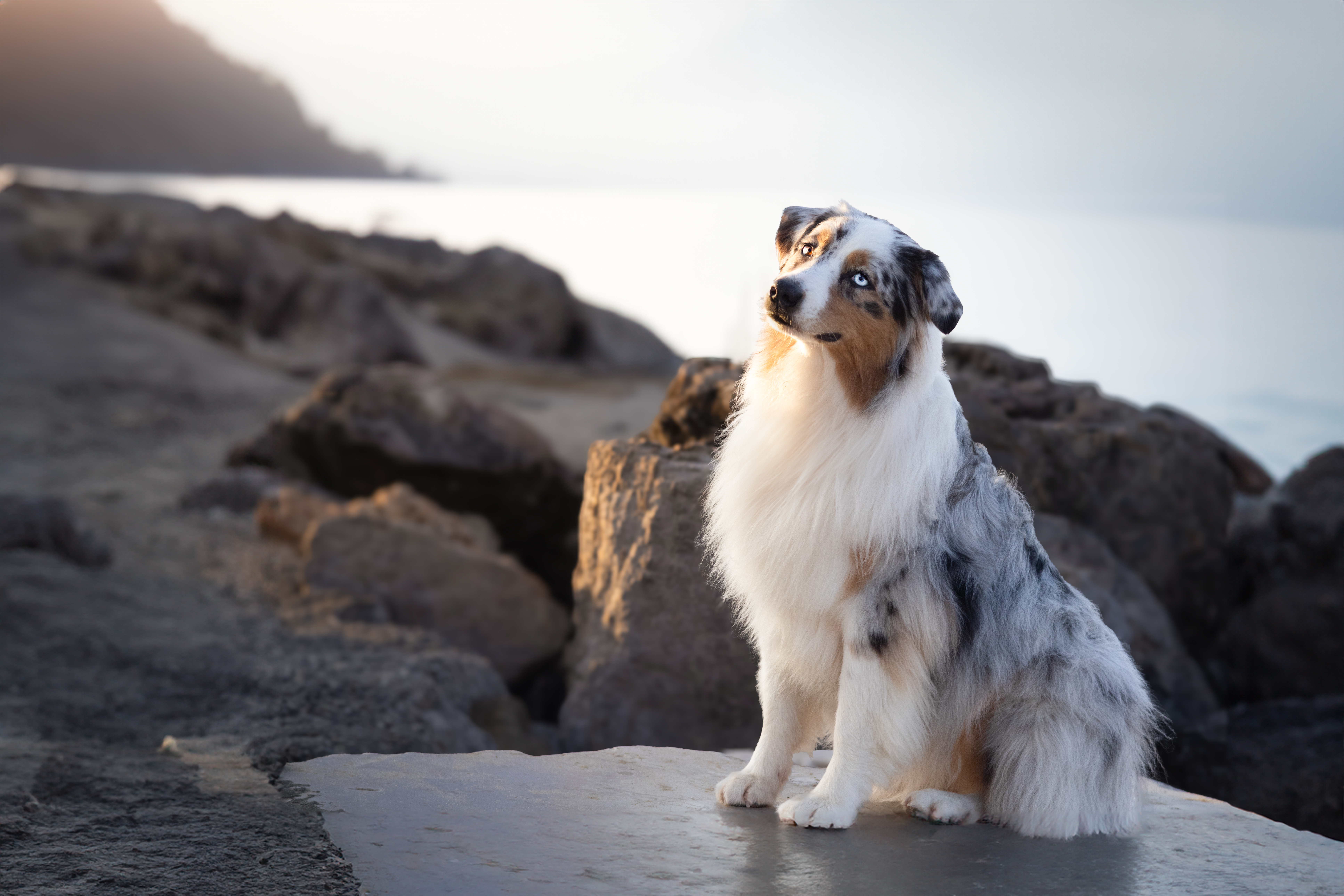 Taïga dans les rochers au bord de la mer
