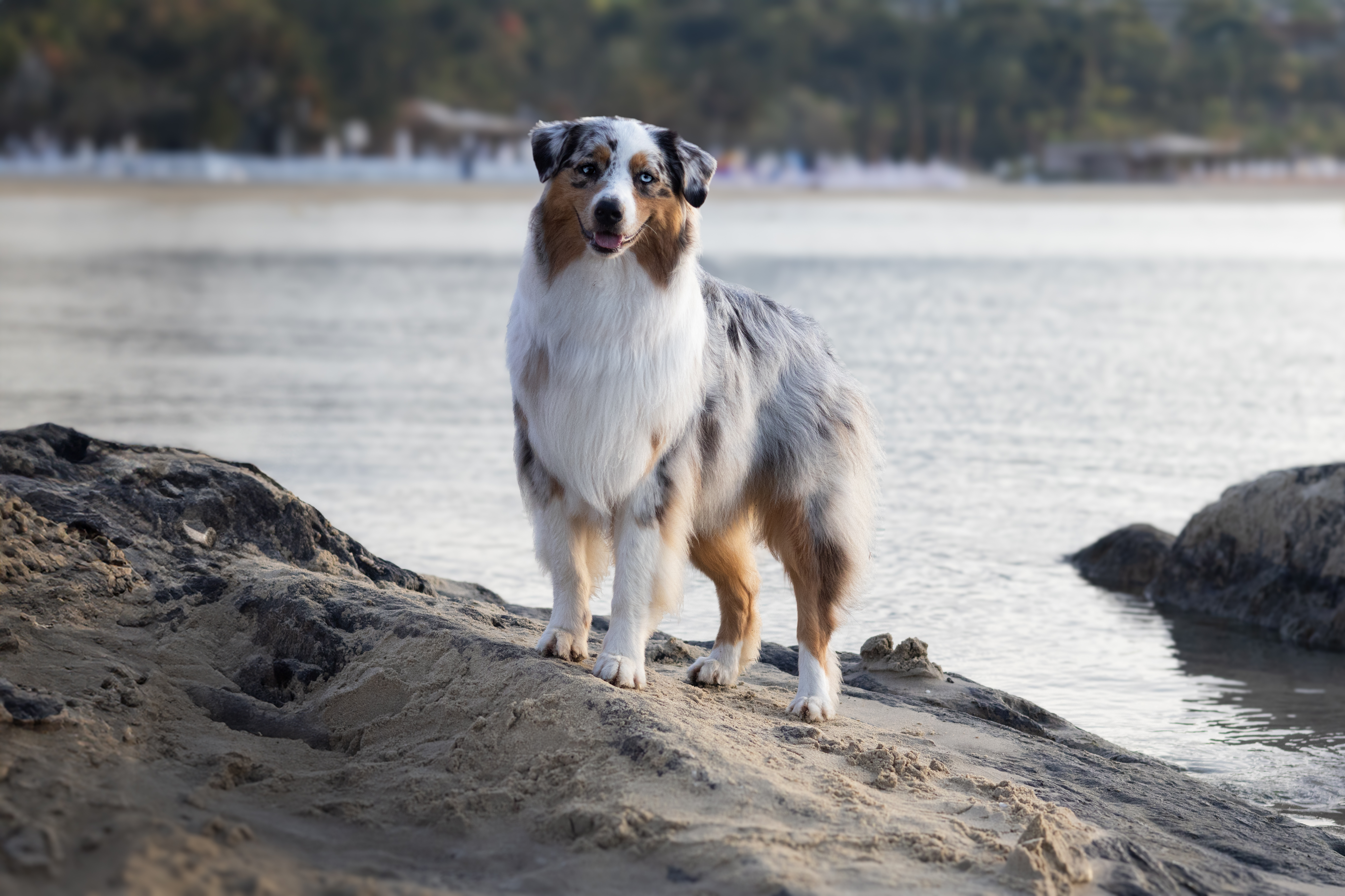 Taïga sur la plage dans le sud de la france