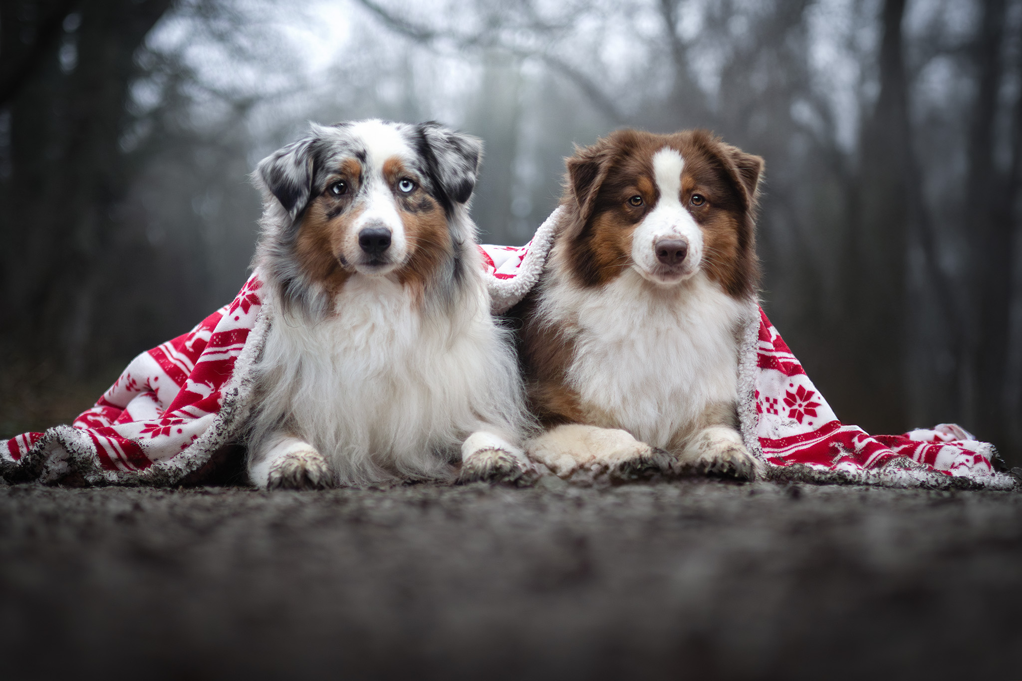 Deux bergers australiens sous un plaid de Noël
