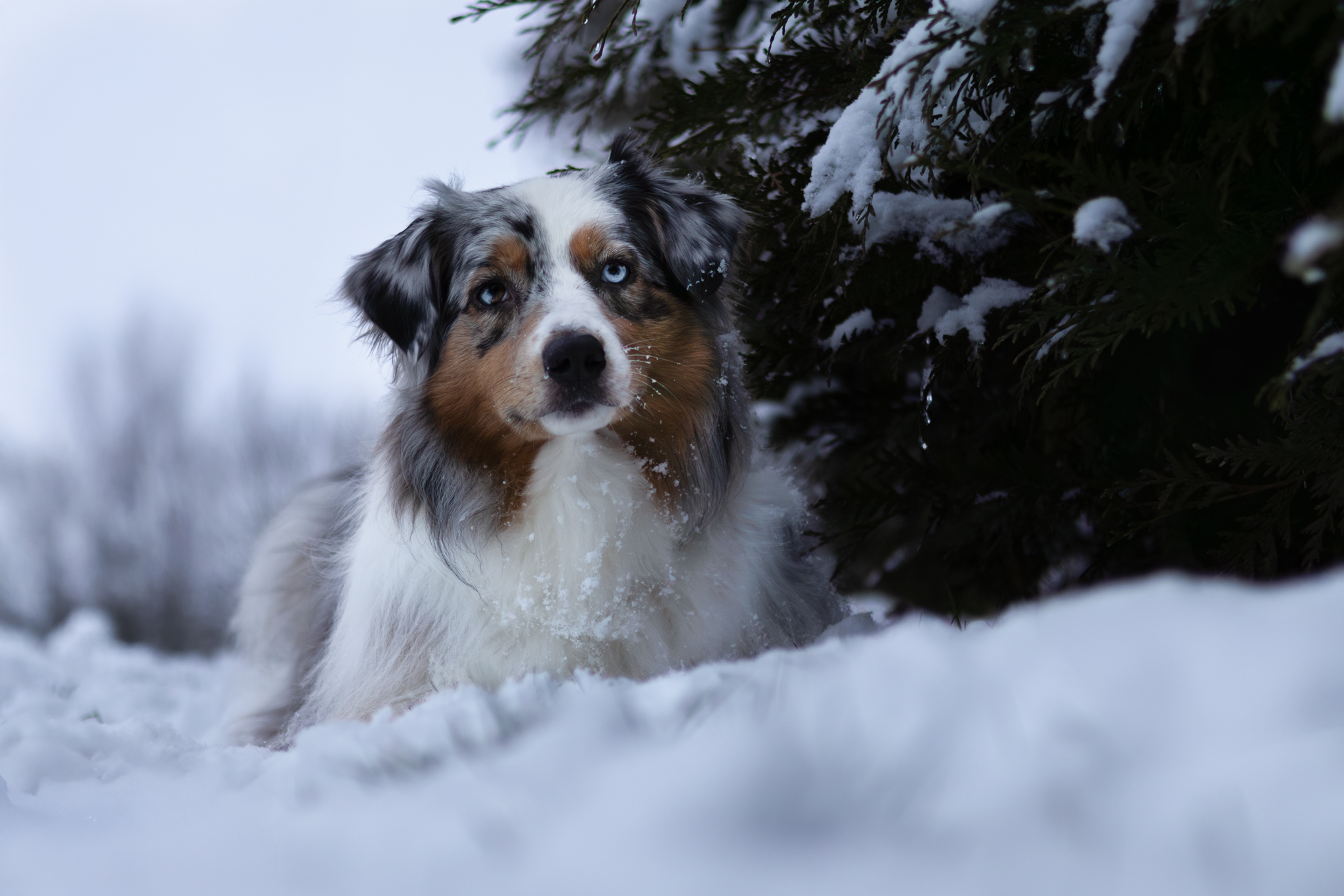 Taïga dans la neige
