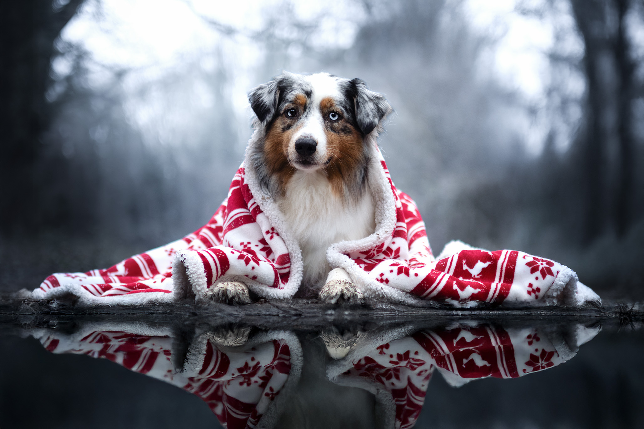 Taïga avec son plaid de Noël en extérieur