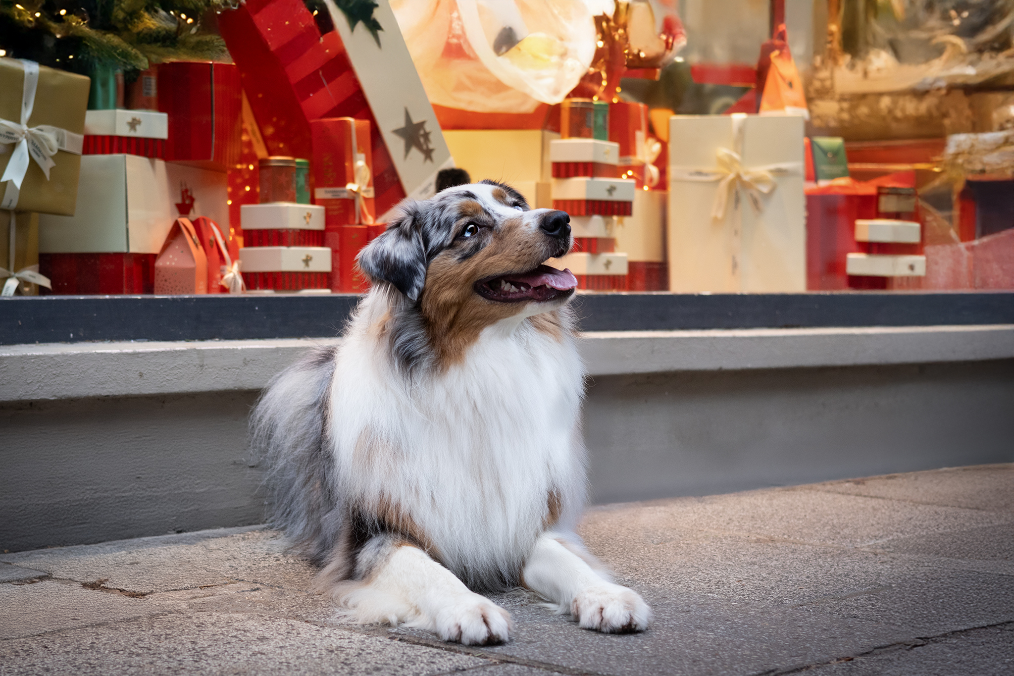 Taïga dans l'ambiance de Noël