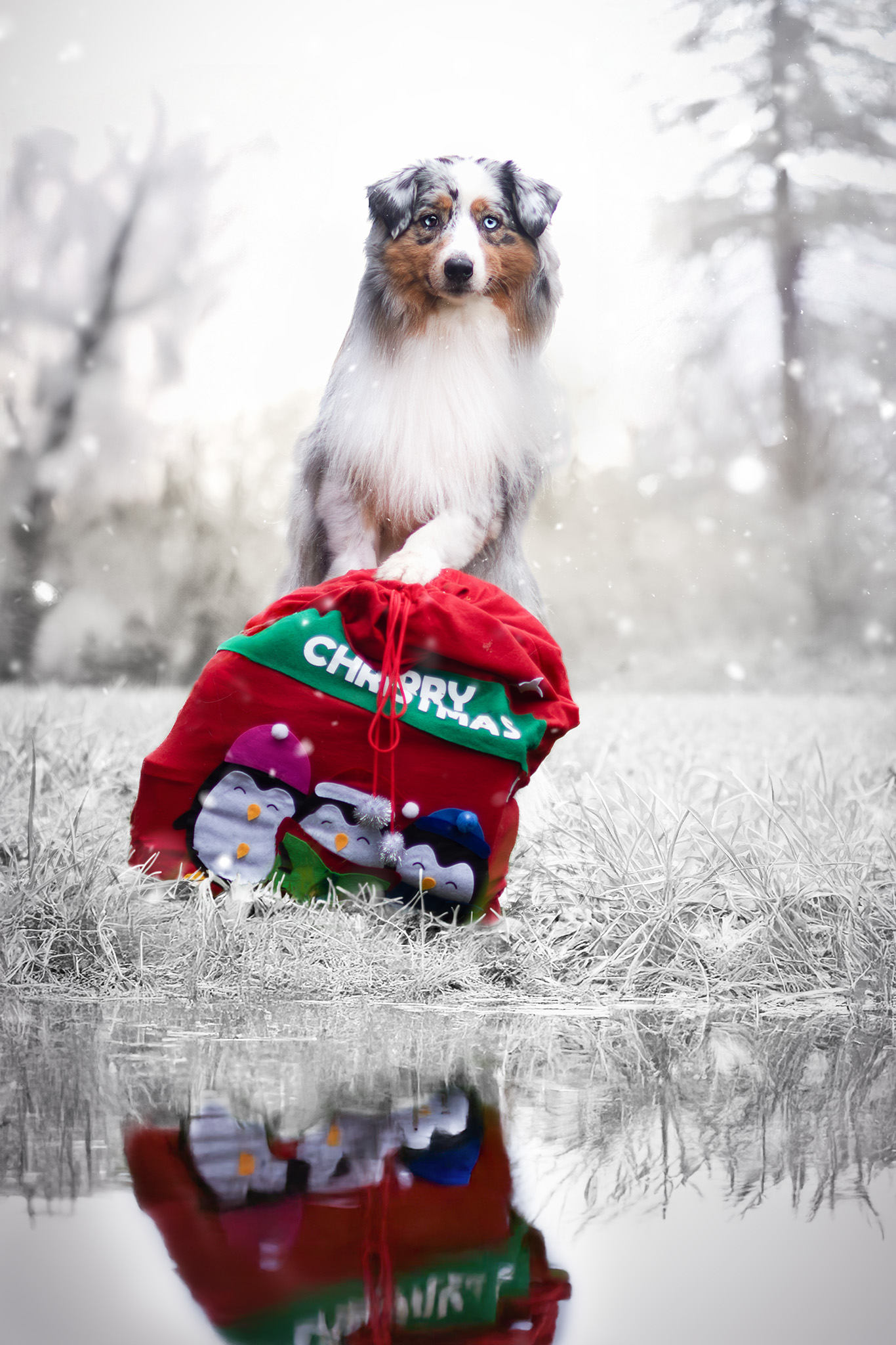 Taïga dans une mise en scène de Noël