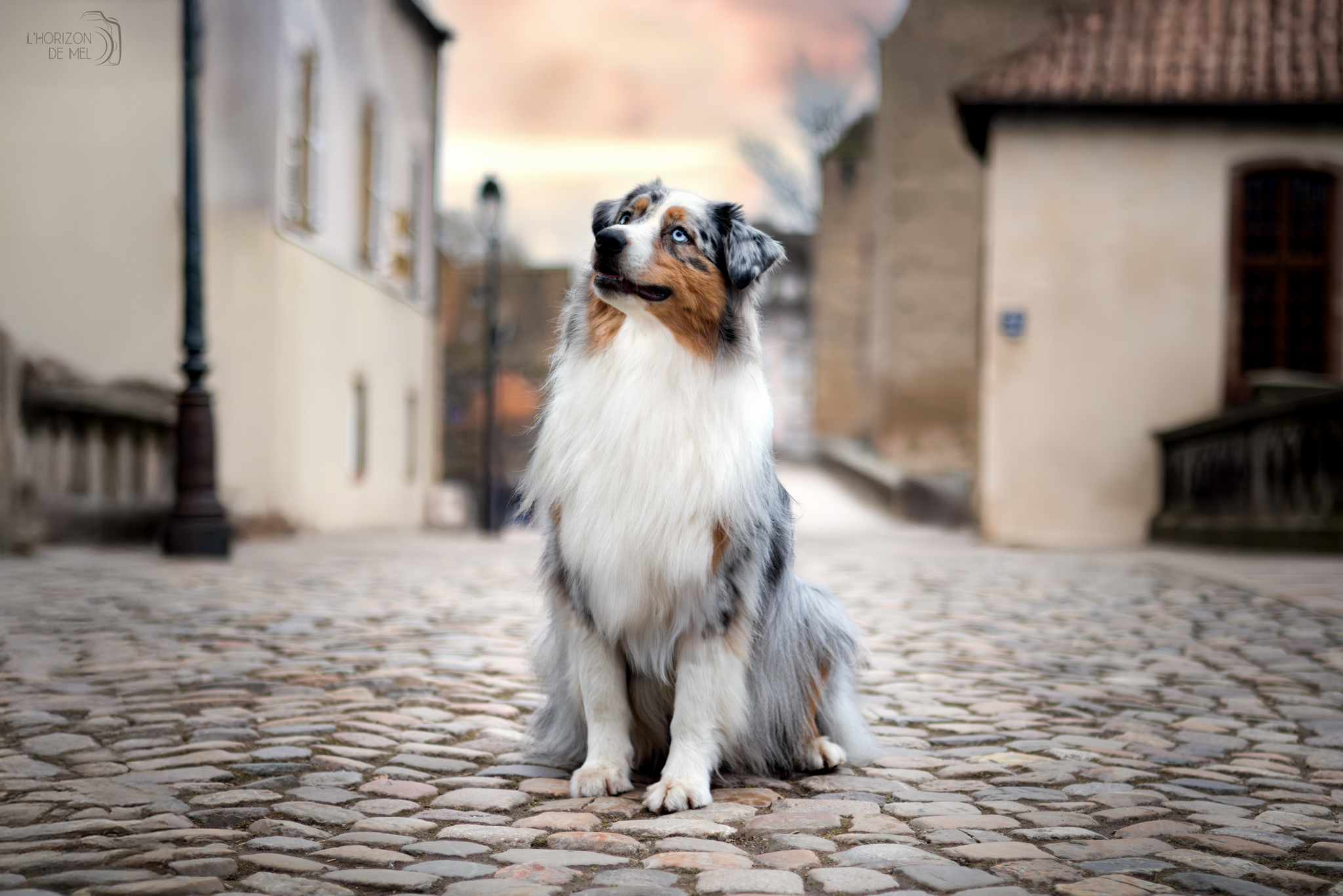 Taïga en ville dans les rues pavées de strasbourg