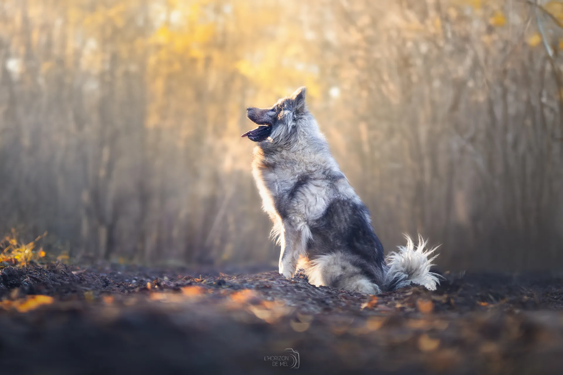 Eurasier en forêt avec un grand sourire