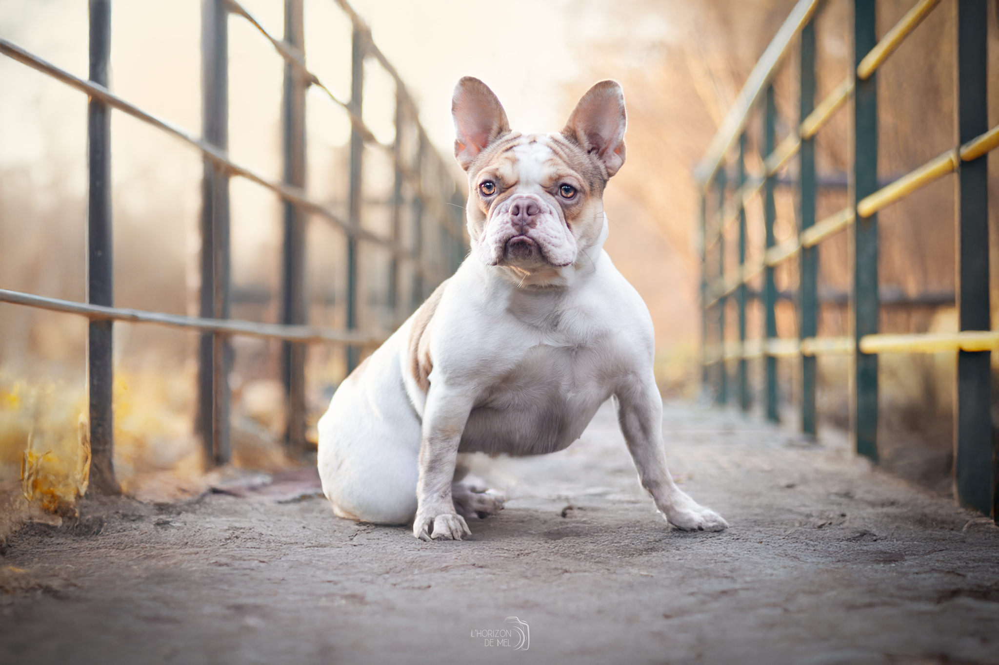 Bouledogue français en balade photo
